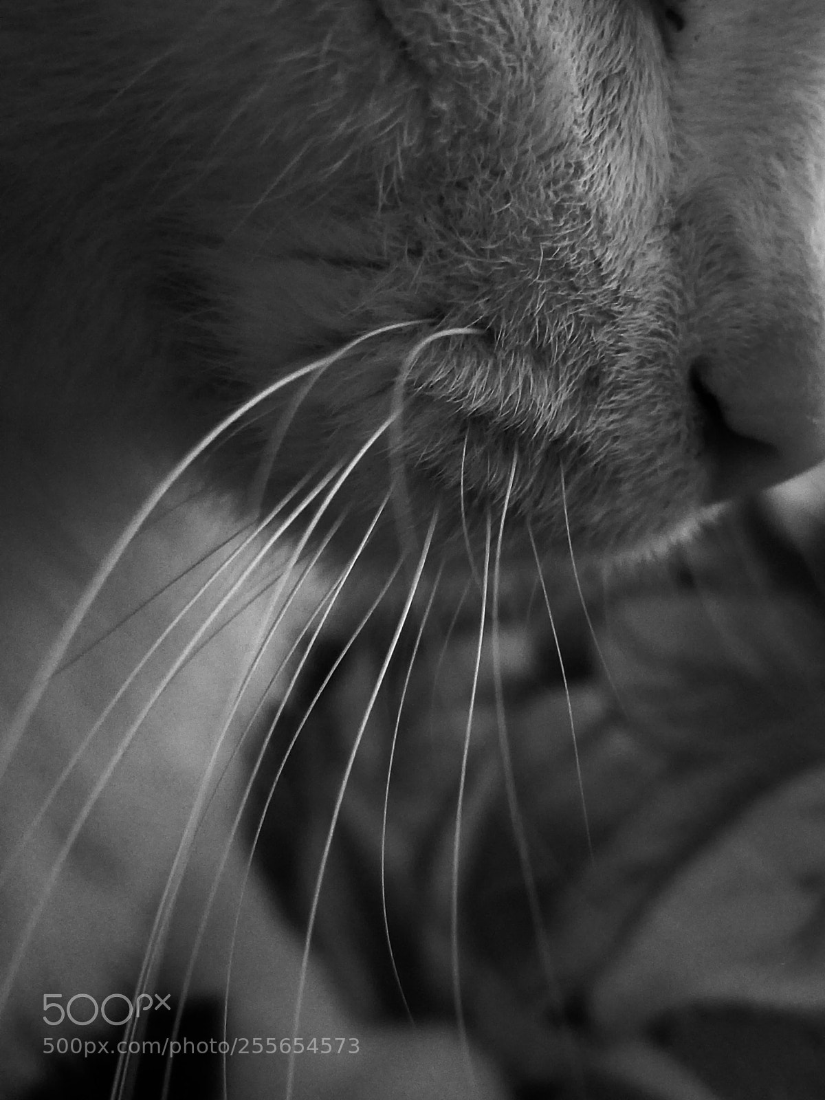 Samsung Galaxy S8+ sample photo. Pretty whiskers. photography