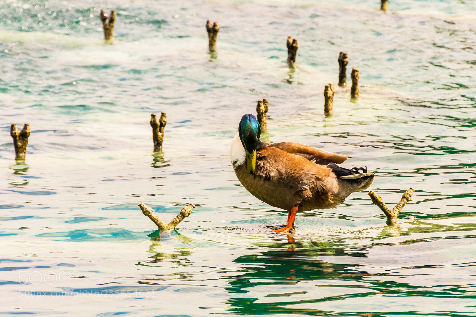 Canon EOS 60D sample photo. Cleaning the plumage photography