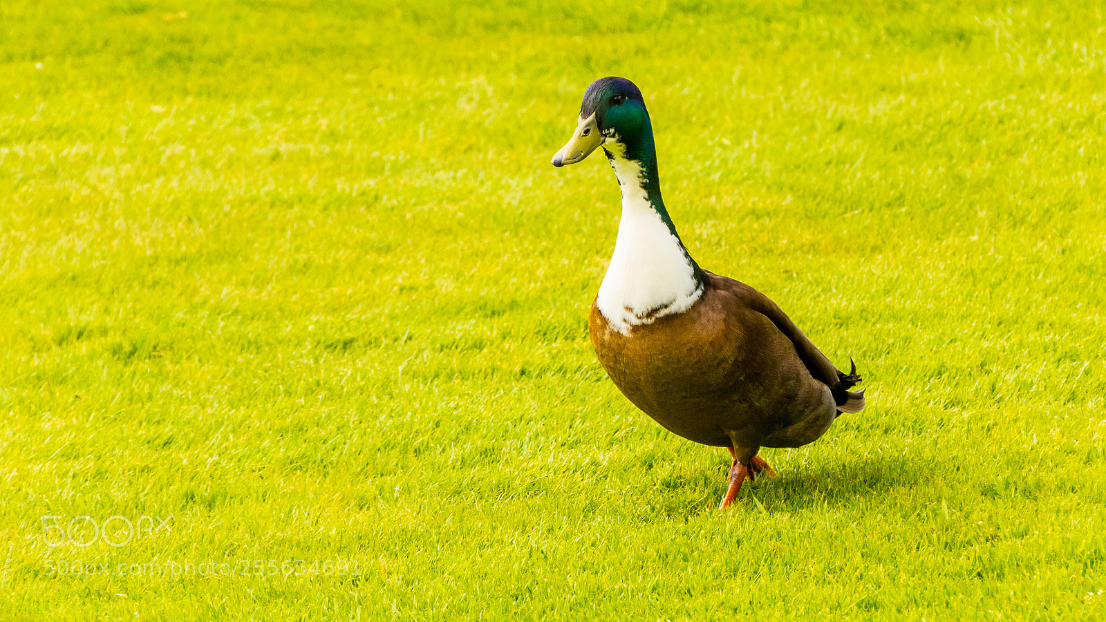 Canon EOS 60D sample photo. Pompous as duck photography