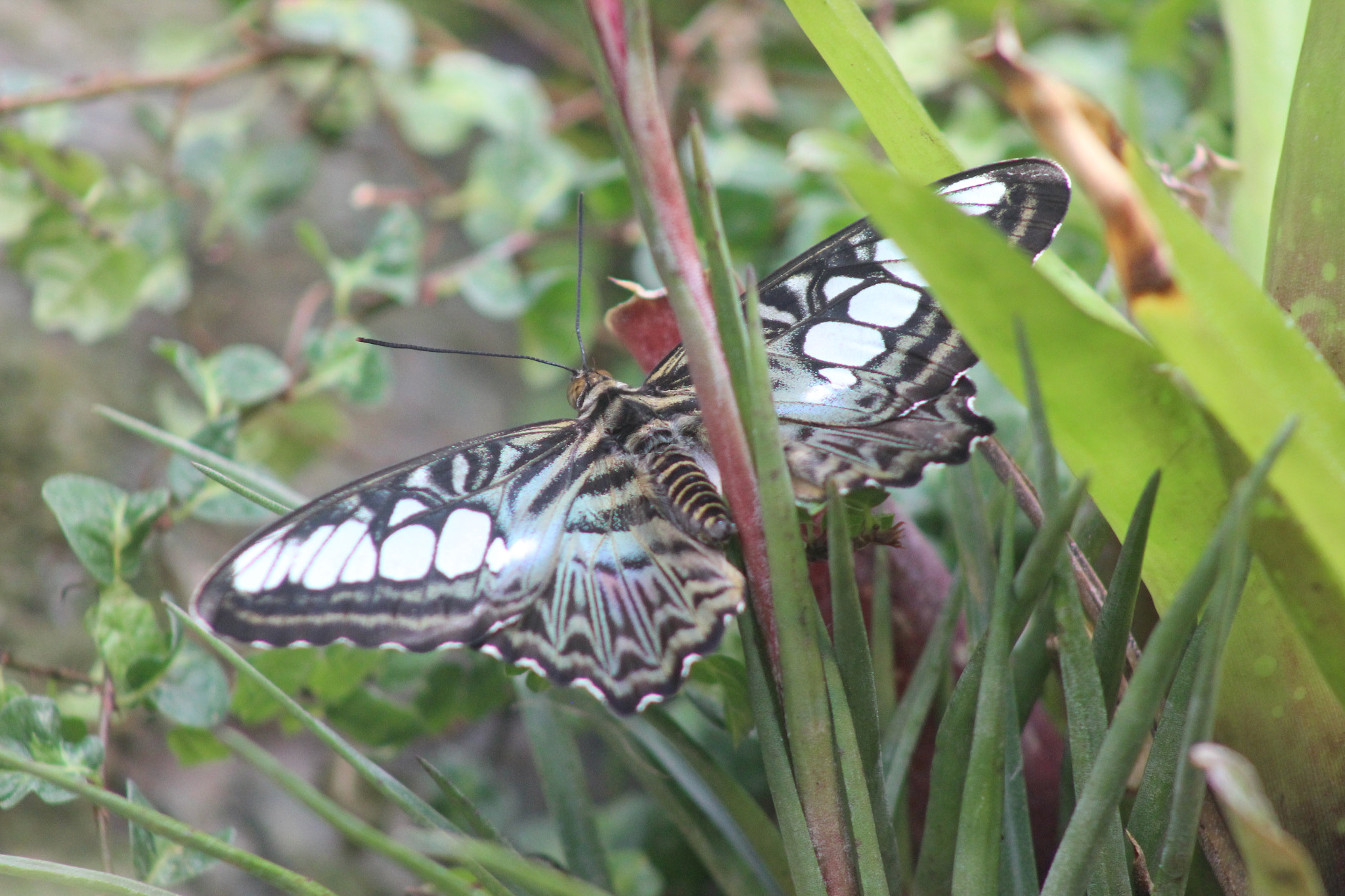 Canon EF 75-300mm f/4-5.6 sample photo. Butterfly photography