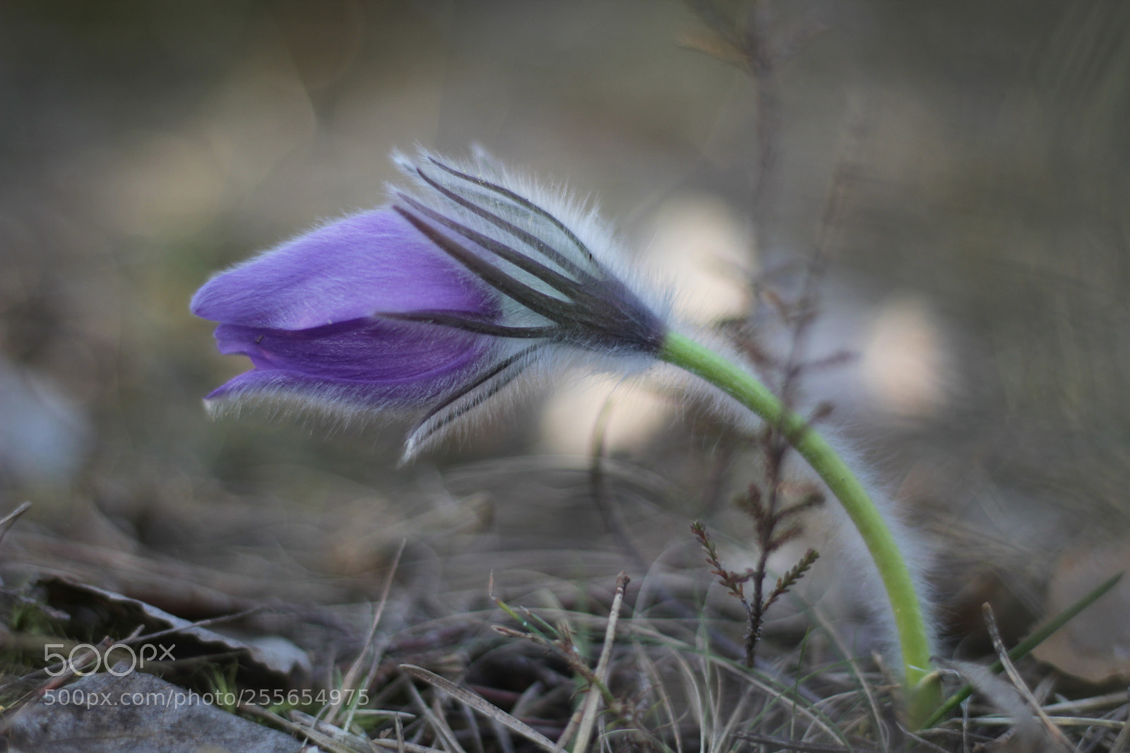 Canon EOS 1200D (EOS Rebel T5 / EOS Kiss X70 / EOS Hi) + Canon EF 50mm F1.8 STM sample photo. Fluffy purple flower photography