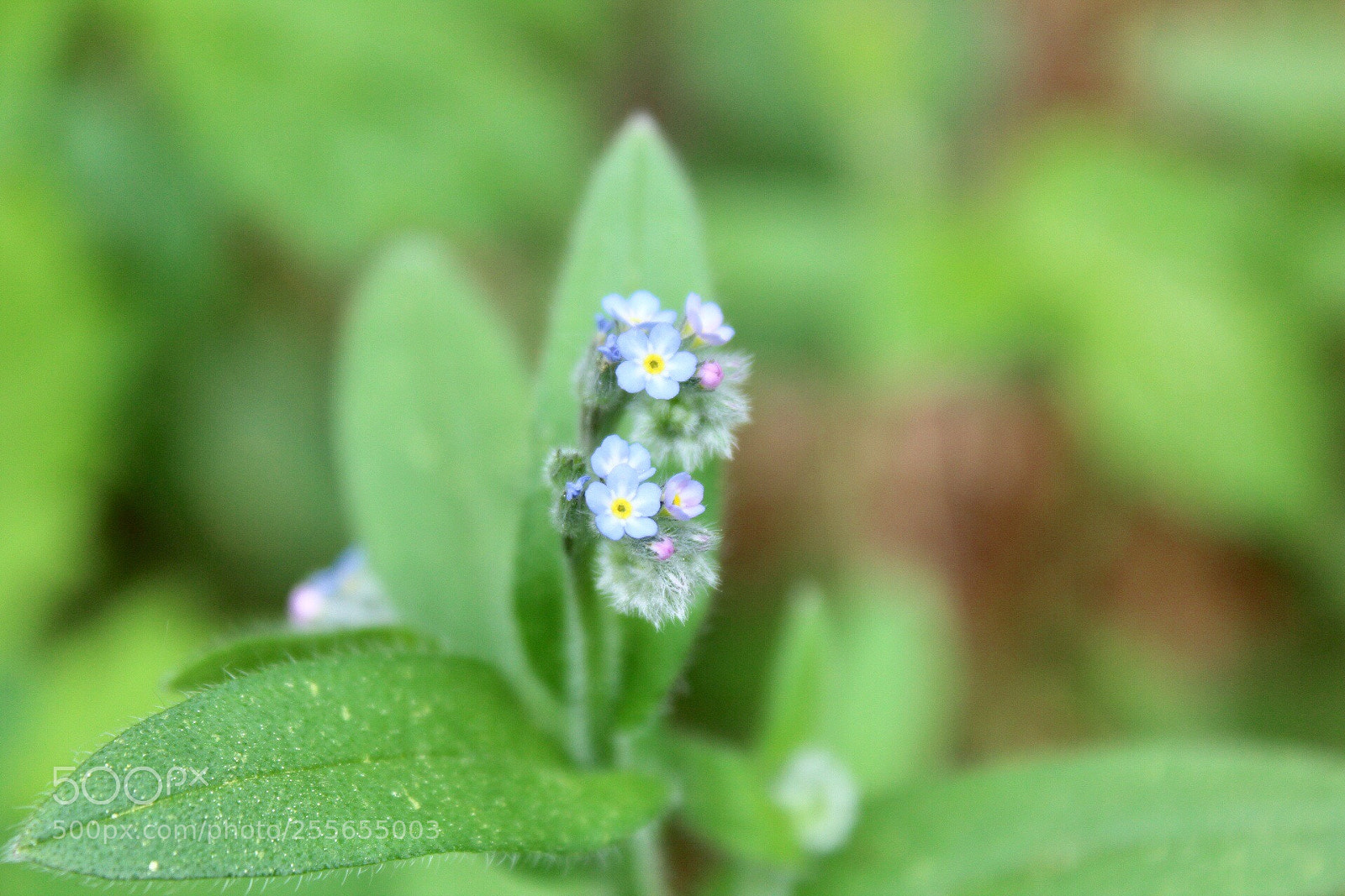 Canon EOS 1300D (EOS Rebel T6 / EOS Kiss X80) sample photo. Untitled photography