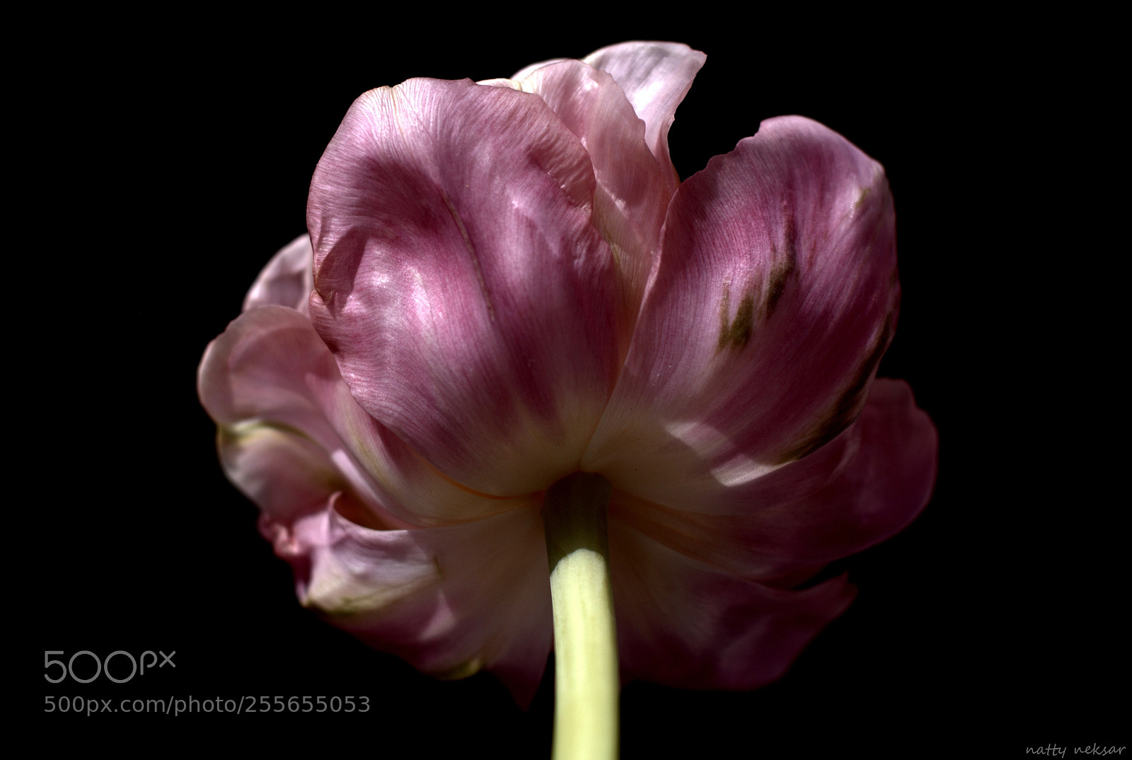Nikon D5300 sample photo. Tulip...#48 photography