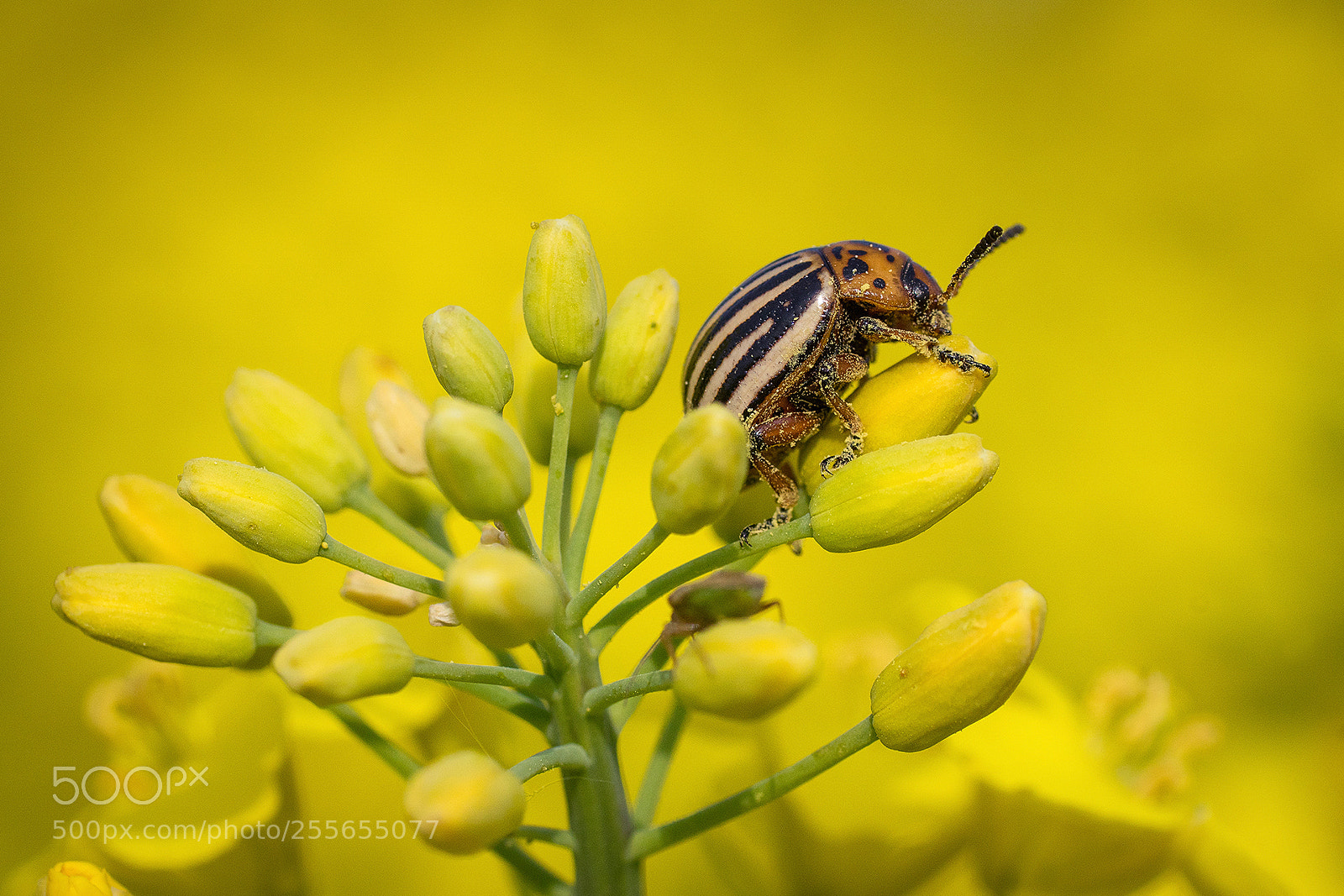 Sony ILCA-77M2 sample photo. Yellow photography