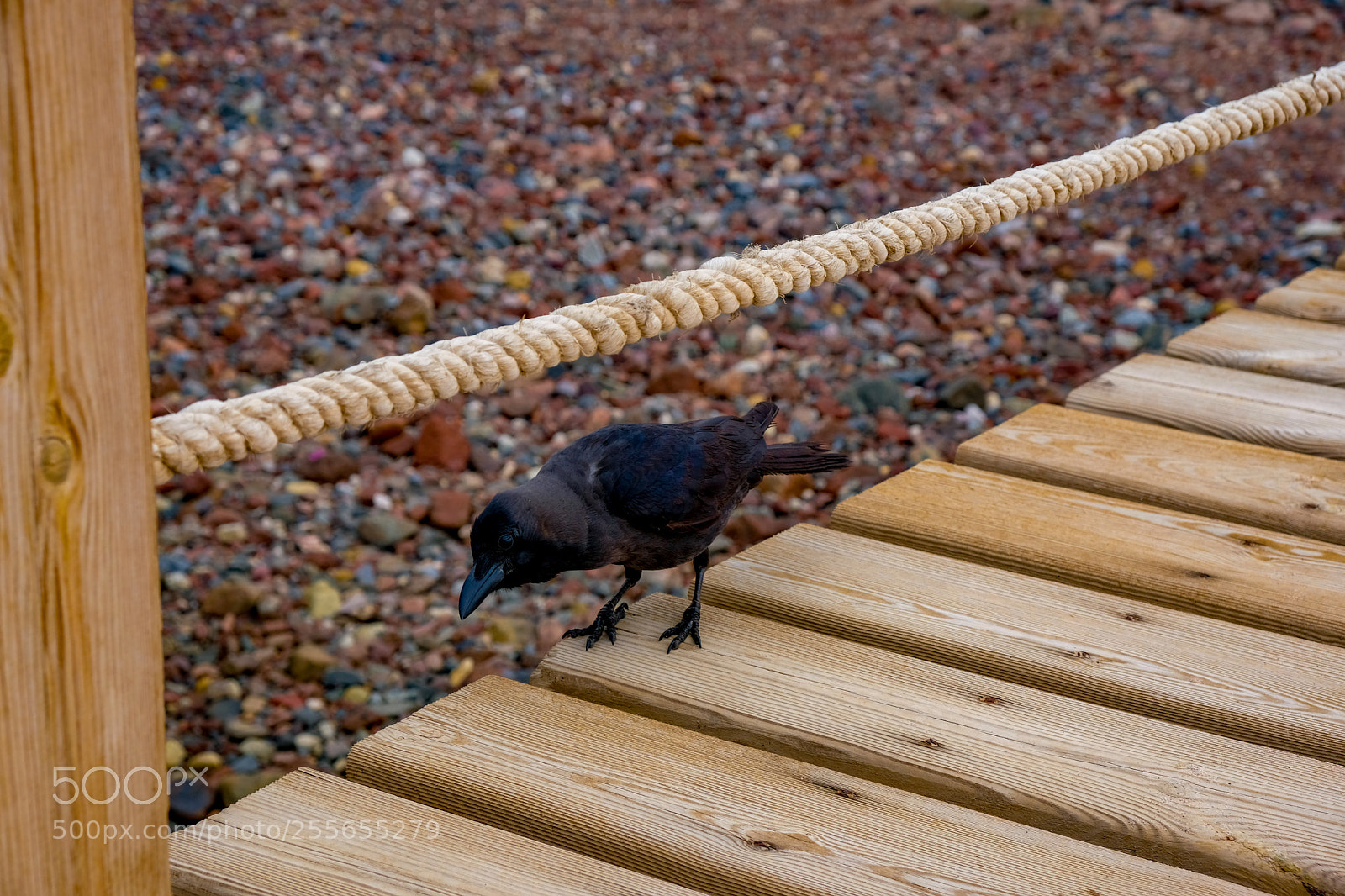 Fujifilm X-T20 sample photo. Dodging ropes photography