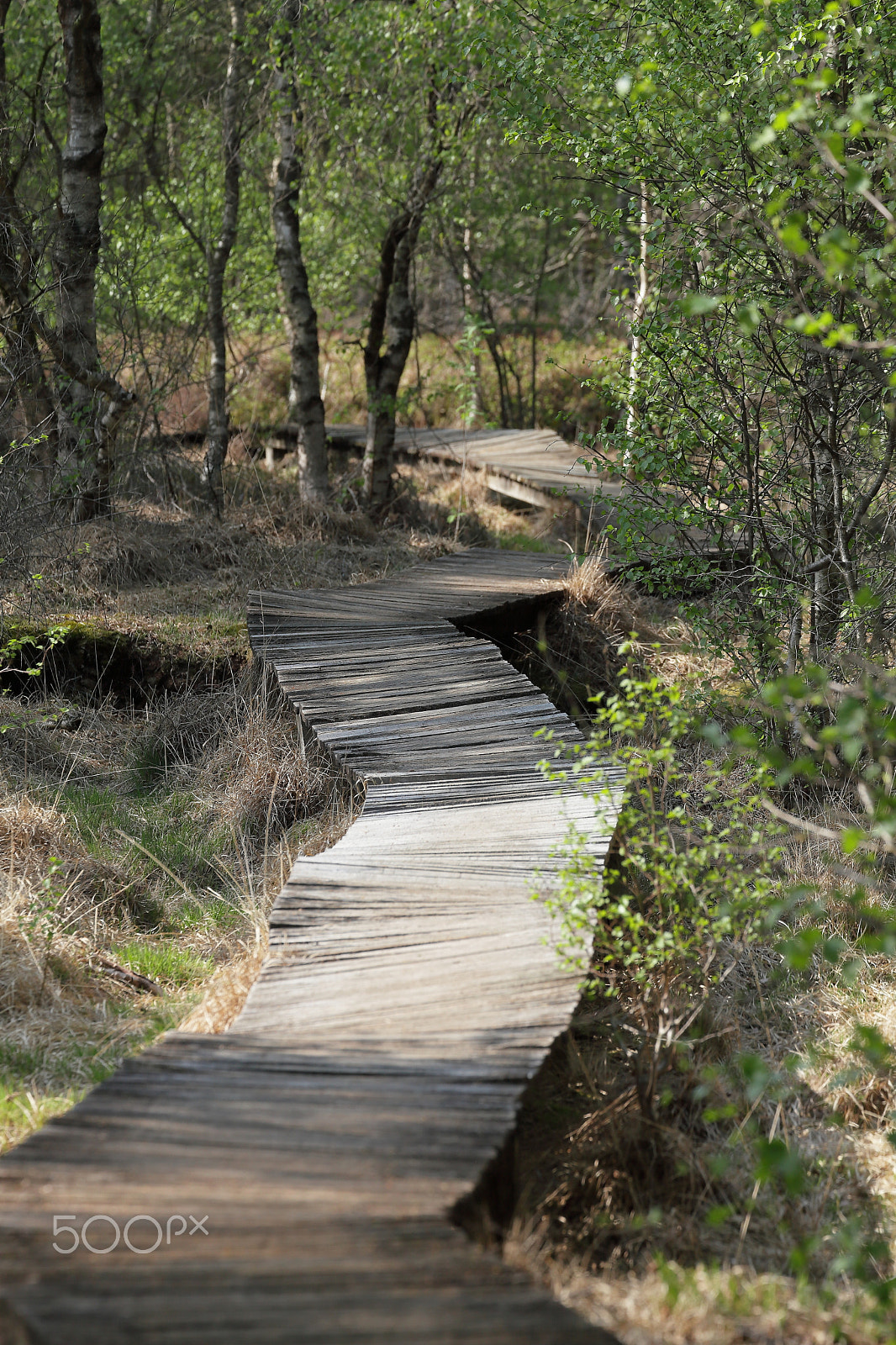 Canon EOS 5D Mark II + Canon EF 70-300mm F4-5.6L IS USM sample photo. The wood path on the moor photography