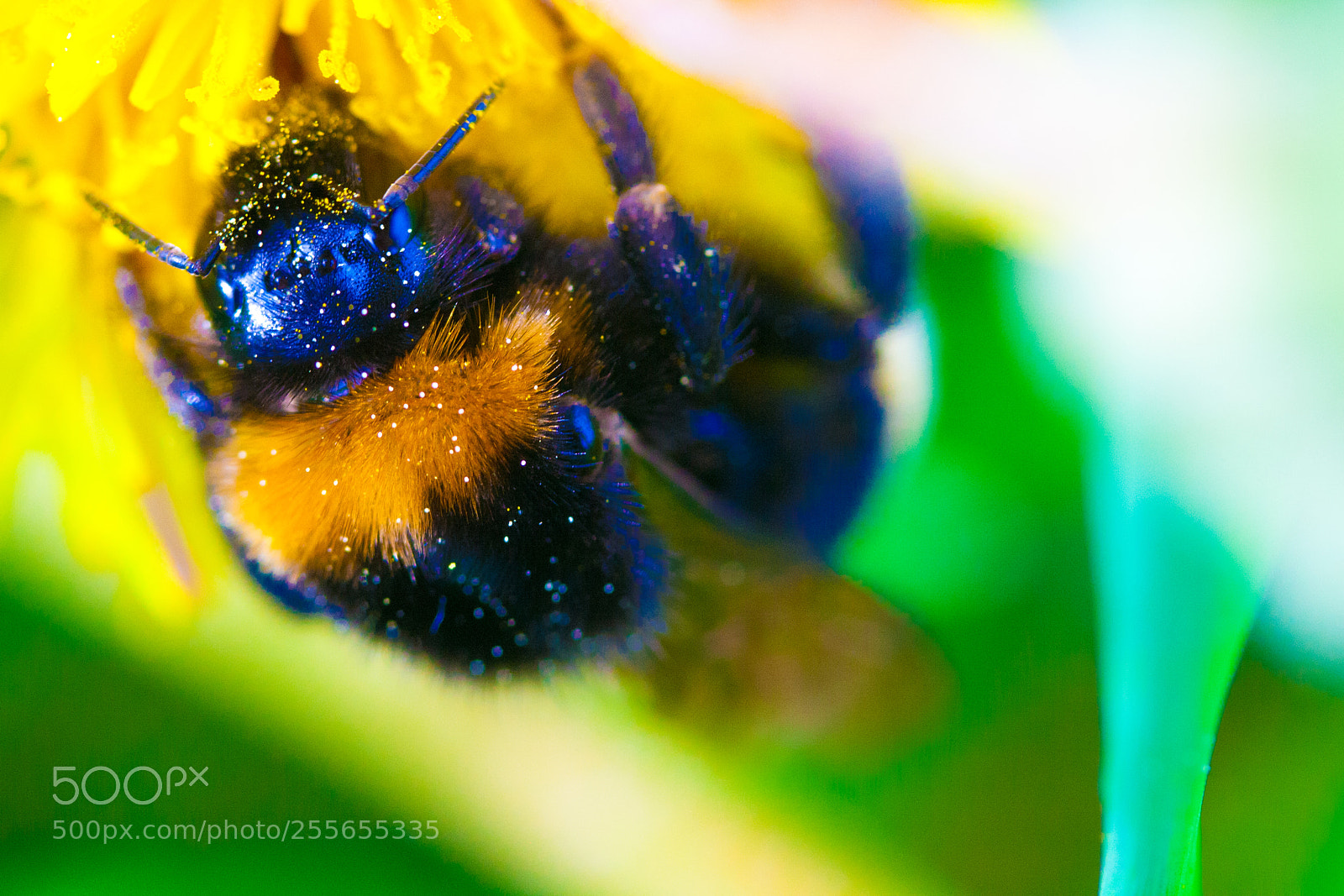 Canon EOS 1000D (EOS Digital Rebel XS / EOS Kiss F) sample photo. Powdered bumblebee photography