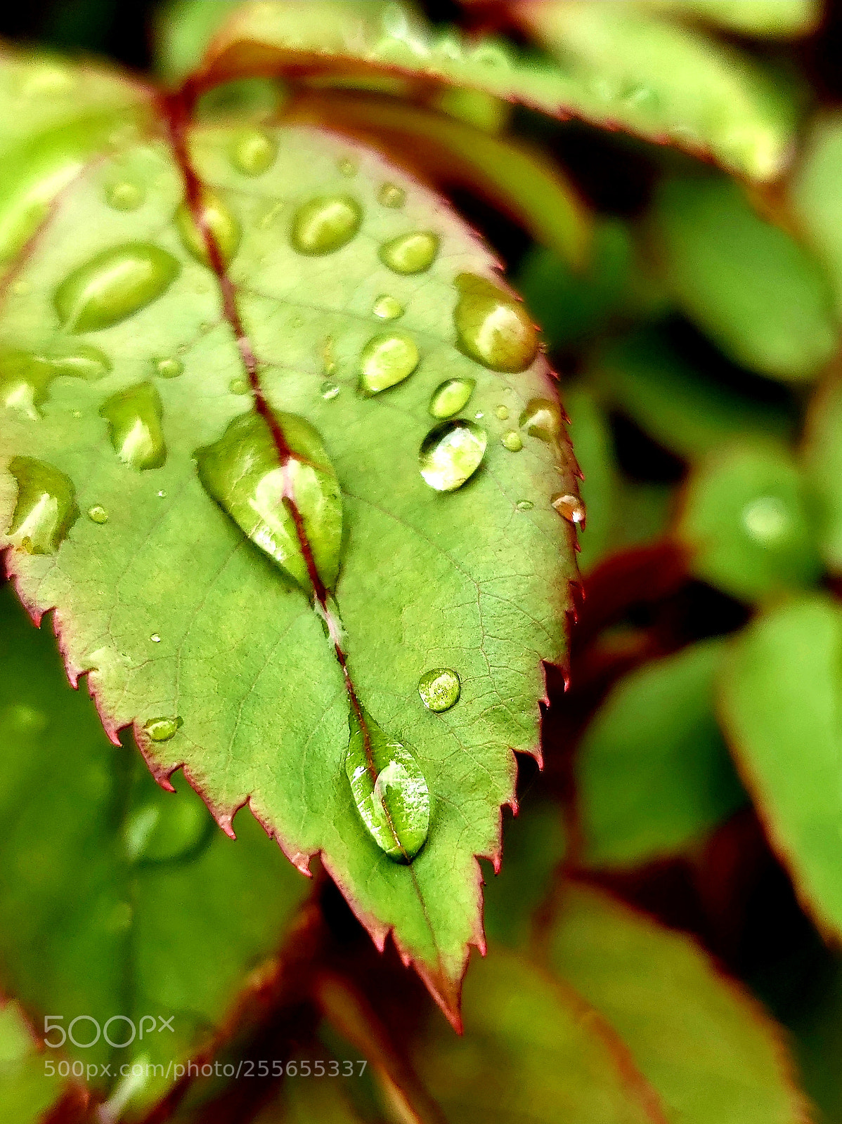 Samsung Galaxy S9+ sample photo. Leaf photography