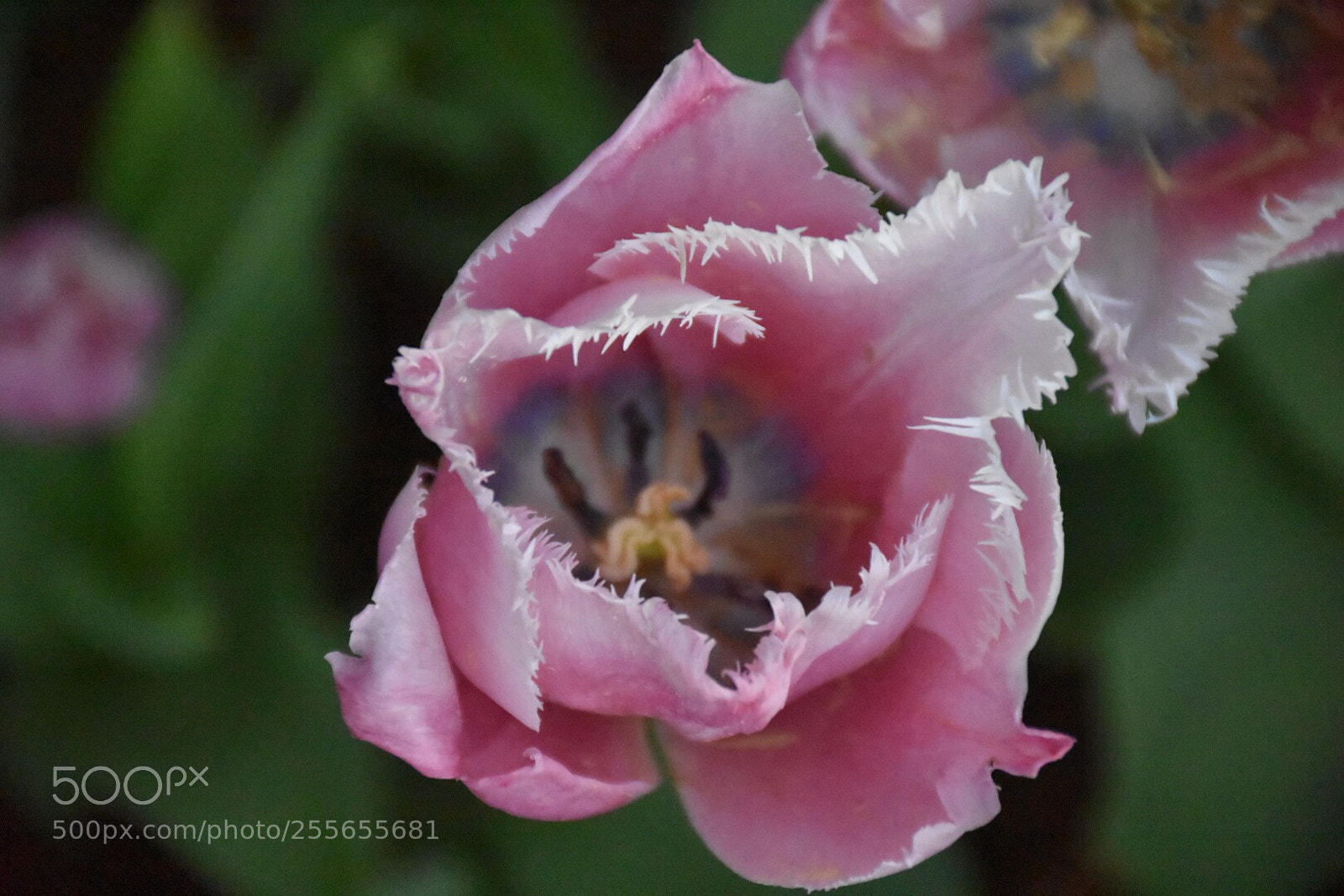 Nikon D7200 sample photo. Lovely spring  photography