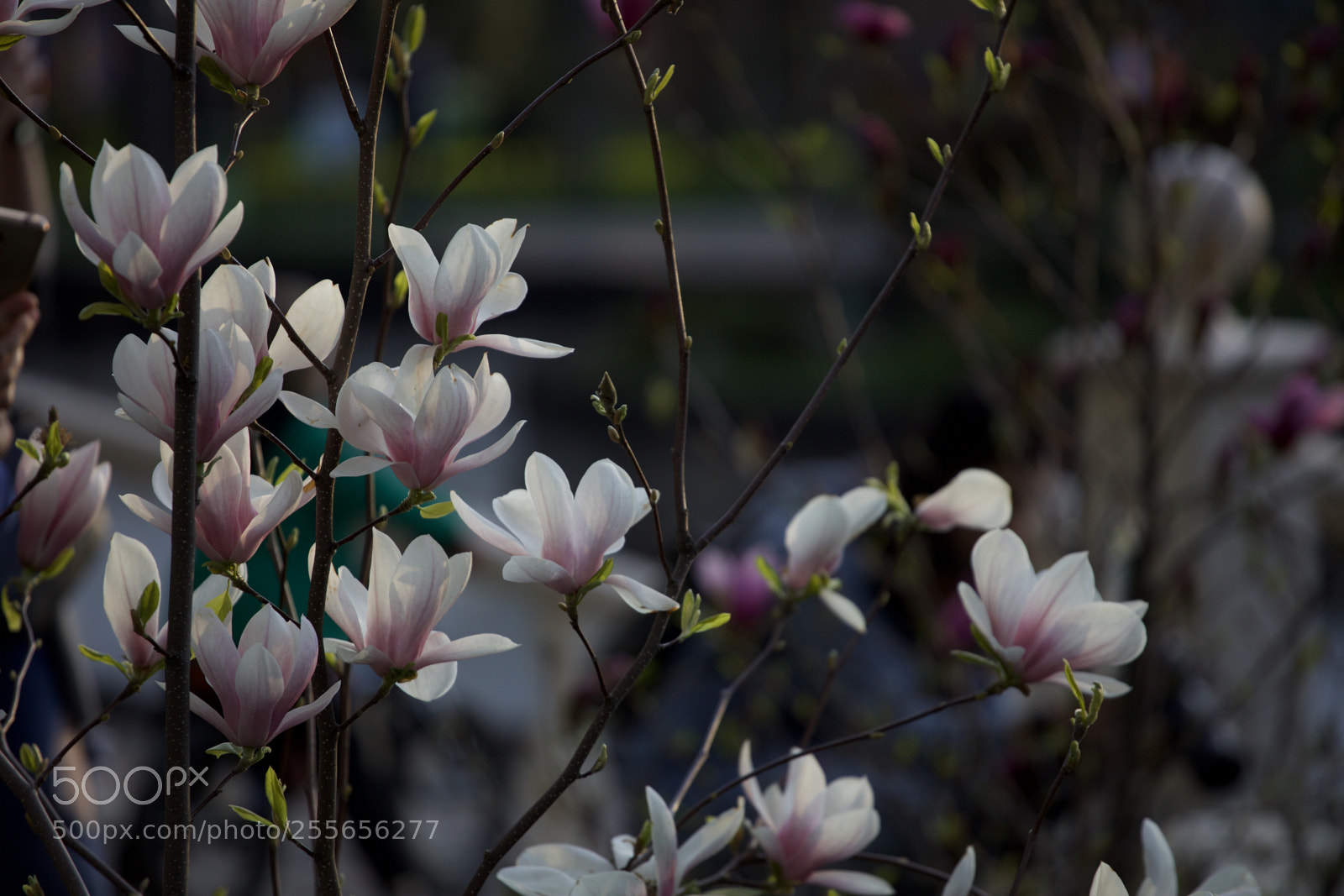 Canon EOS 5DS sample photo. Magnolia photography