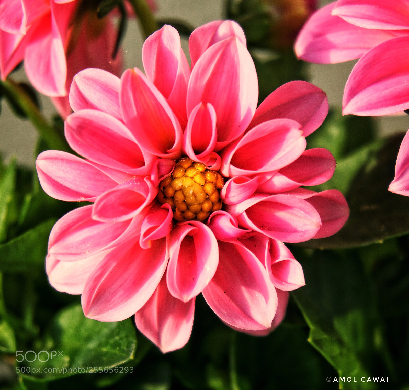 Sony a6000 sample photo. Spring bloom photography