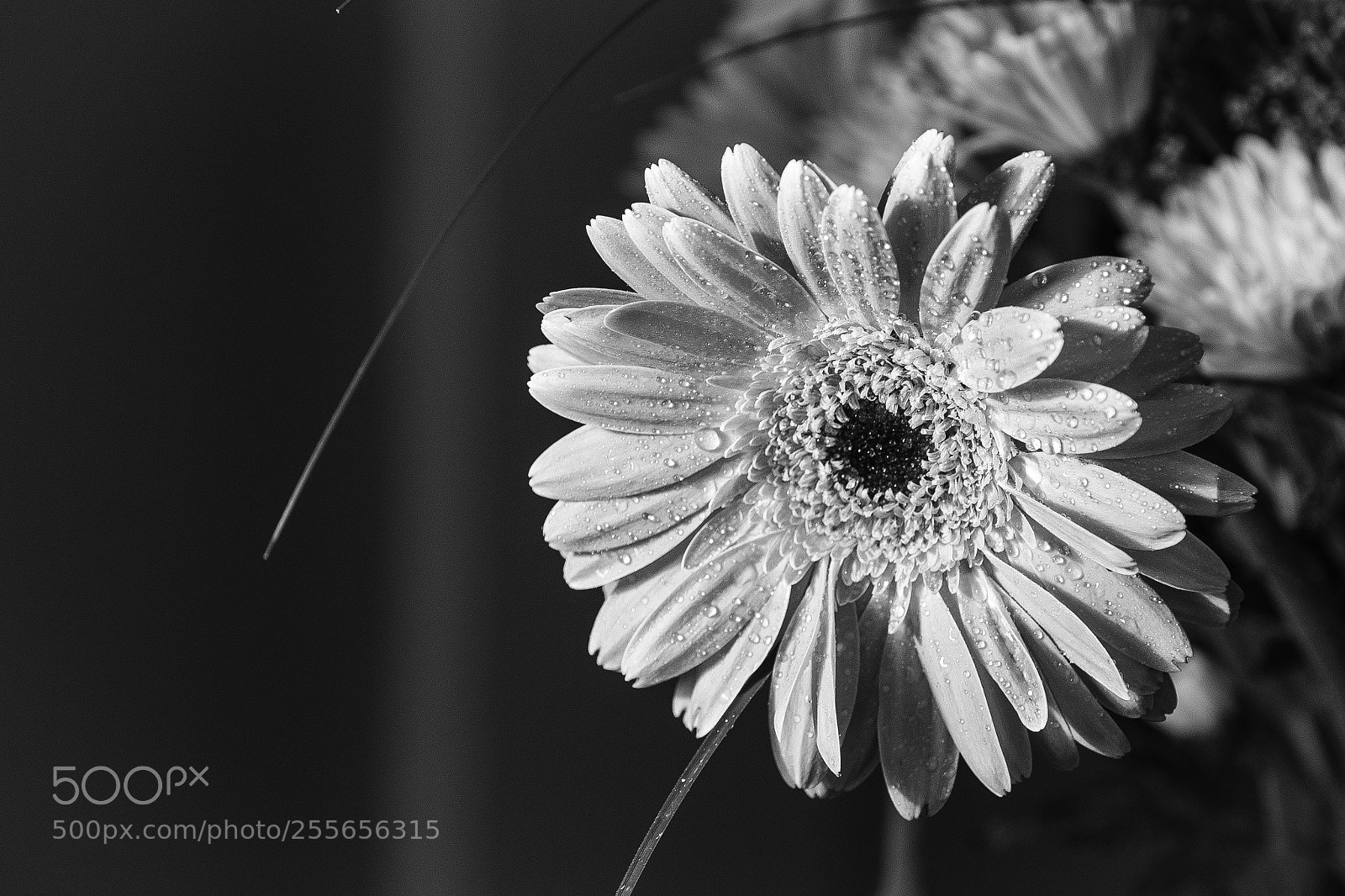Nikon D7100 sample photo. Orange gerber daisy black photography