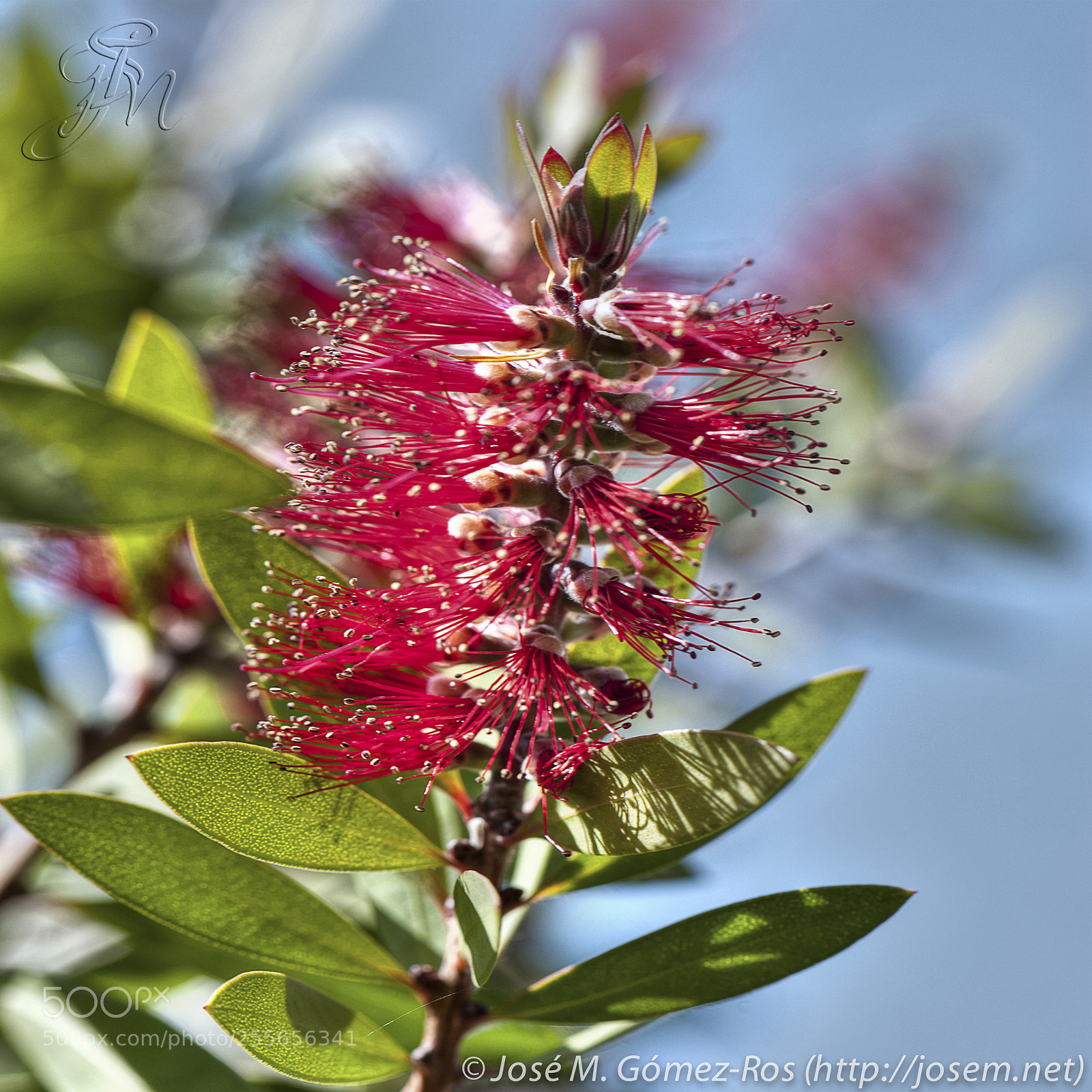 Nikon D700 sample photo. Flower photography