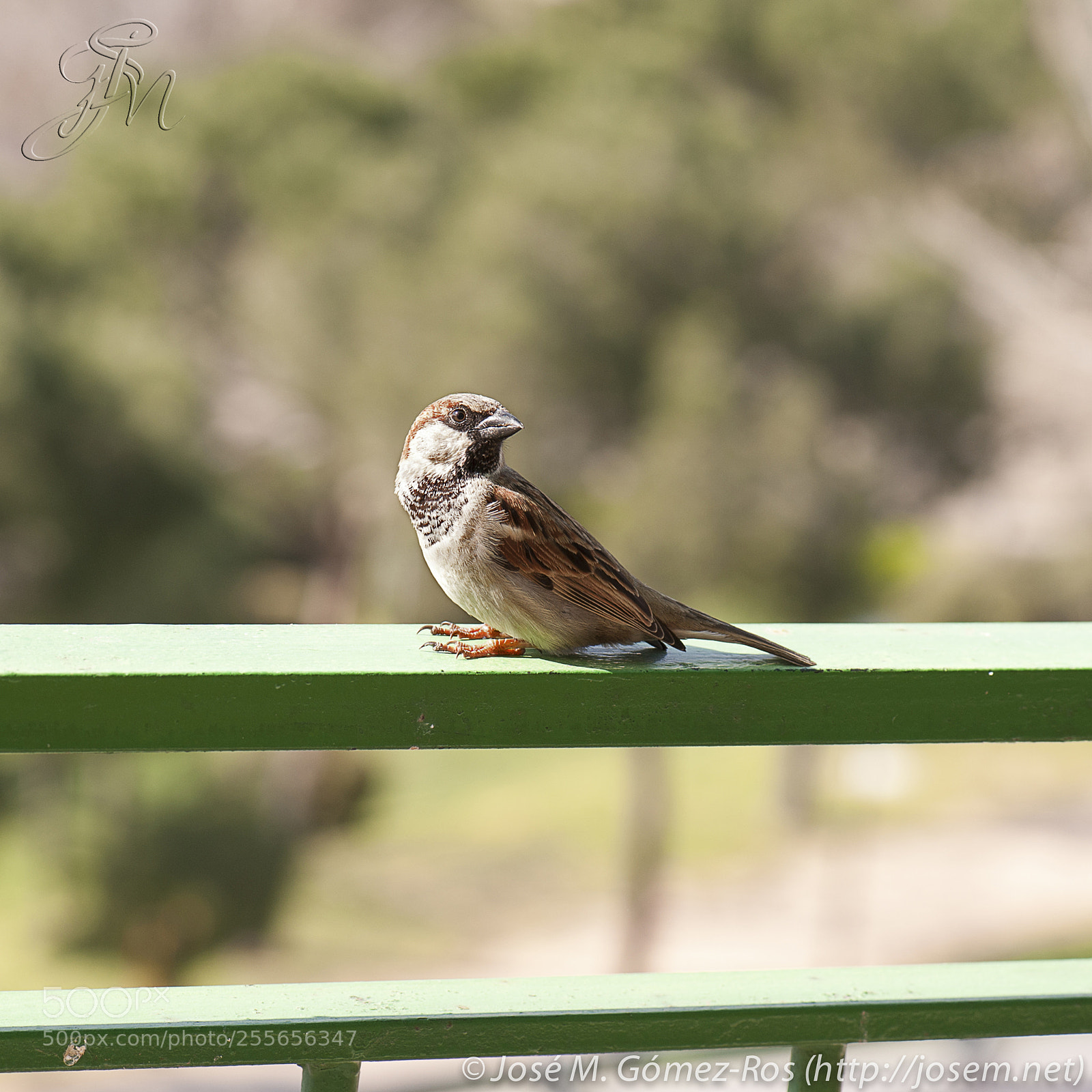 Nikon D700 sample photo. Sparrow photography
