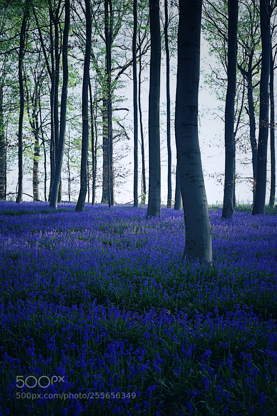 Canon EOS 6D Mark II sample photo. „the blues“ photography