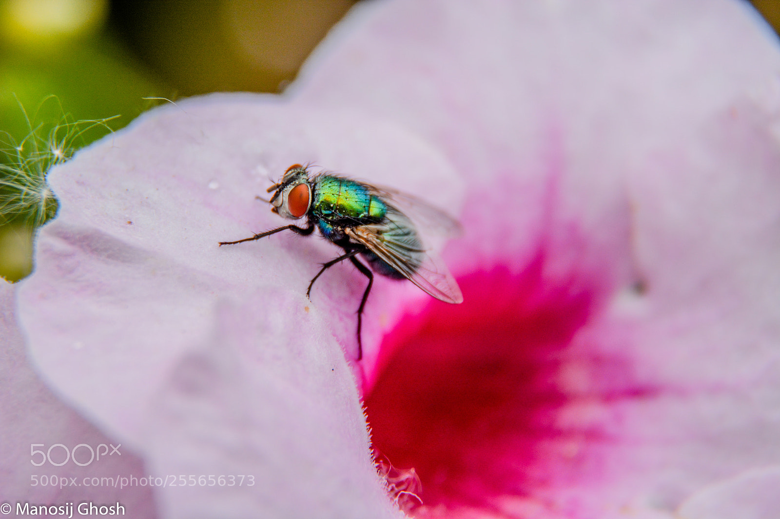 Nikon D5200 sample photo. Fly on a flower photography