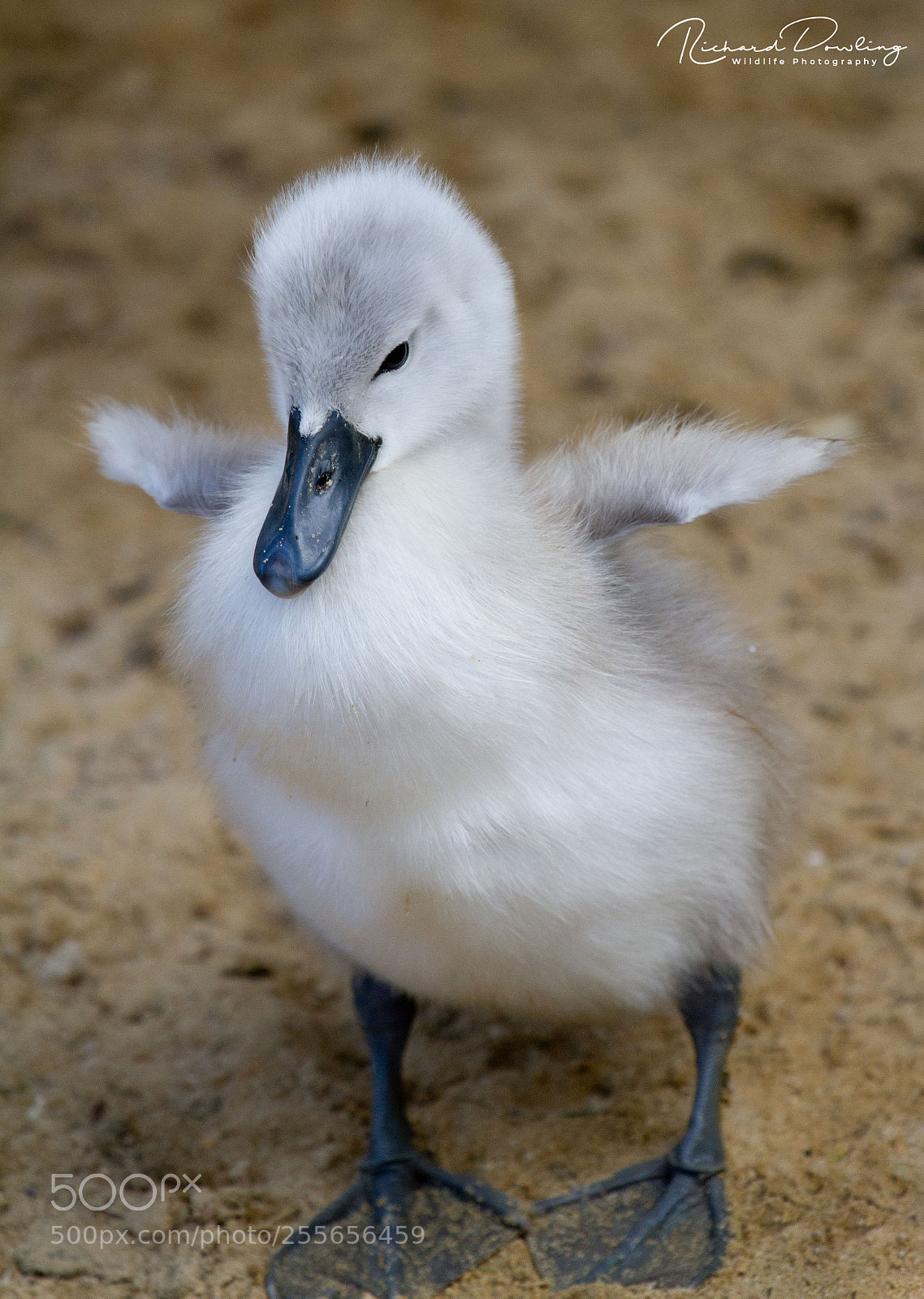 Canon EOS 7D sample photo. One day little one! photography