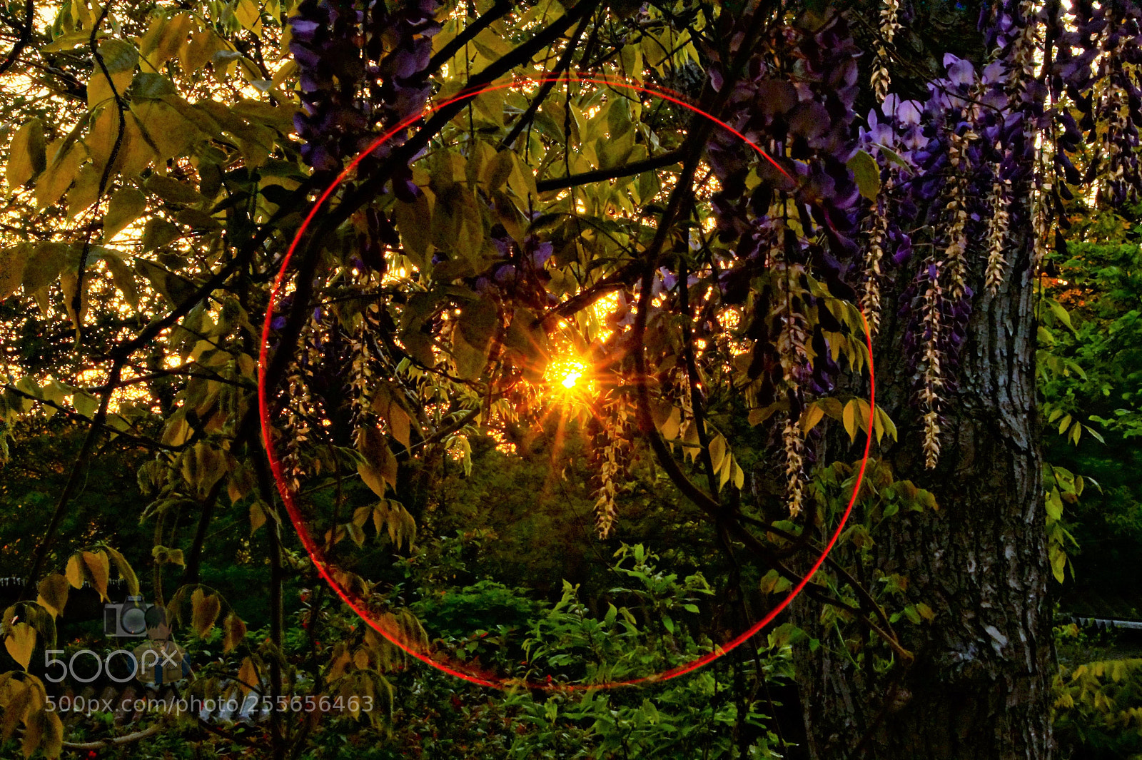 Sony SLT-A58 sample photo. Beauty sunrise in my photography