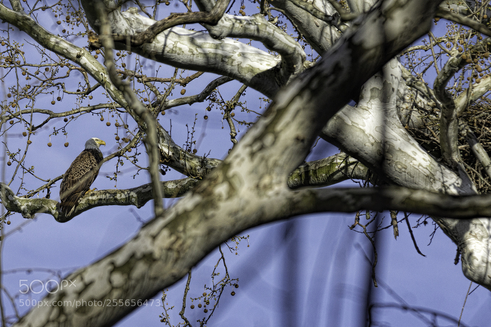 Sony SLT-A77 sample photo. Guarding the nest photography