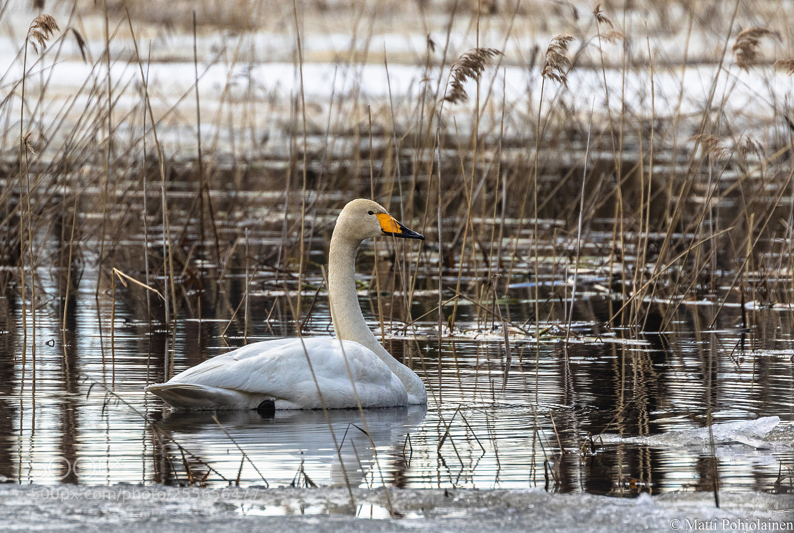 Canon EOS 7D Mark II sample photo. Swan photography