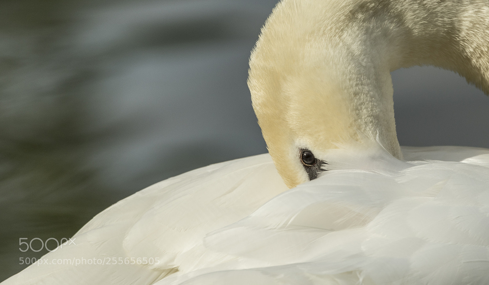 Canon EOS 7D Mark II sample photo. Mute swan photography