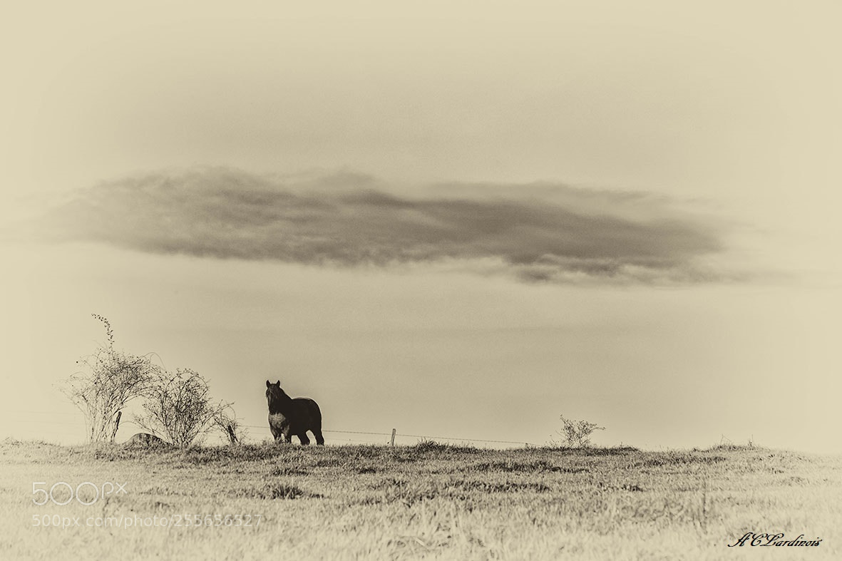 Canon EOS 5D Mark IV sample photo. Douceur ardennaise photography