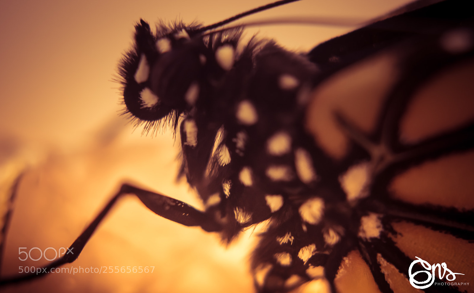 Nikon D5300 sample photo. Macro nature sessions. butterfly... 4/4 photography
