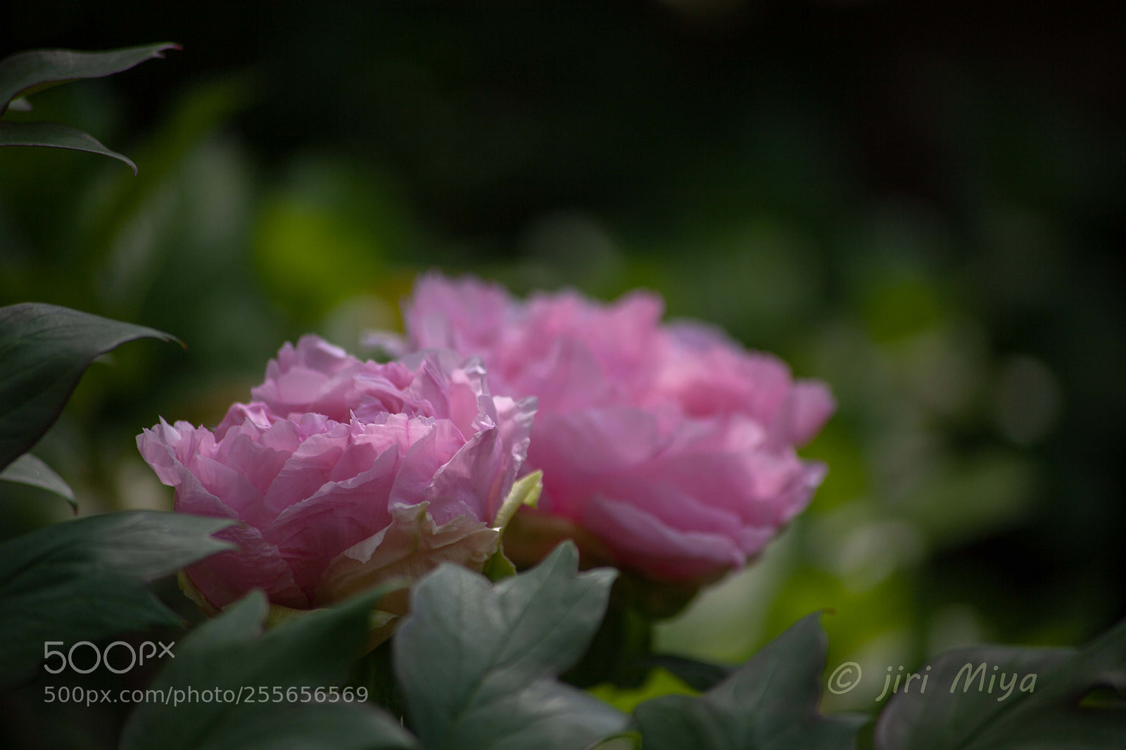 Canon EOS 5D Mark II sample photo. Silence photography