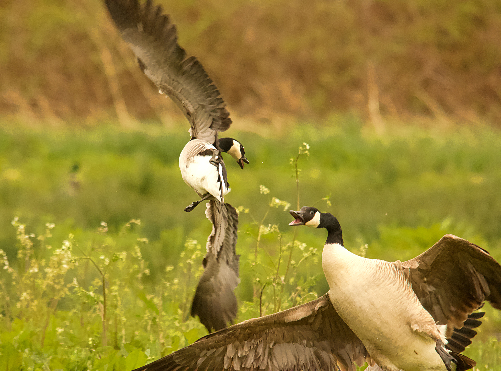 Canon EOS 70D + Sigma 150-500mm F5-6.3 DG OS HSM sample photo. Barnacle vs canada photography