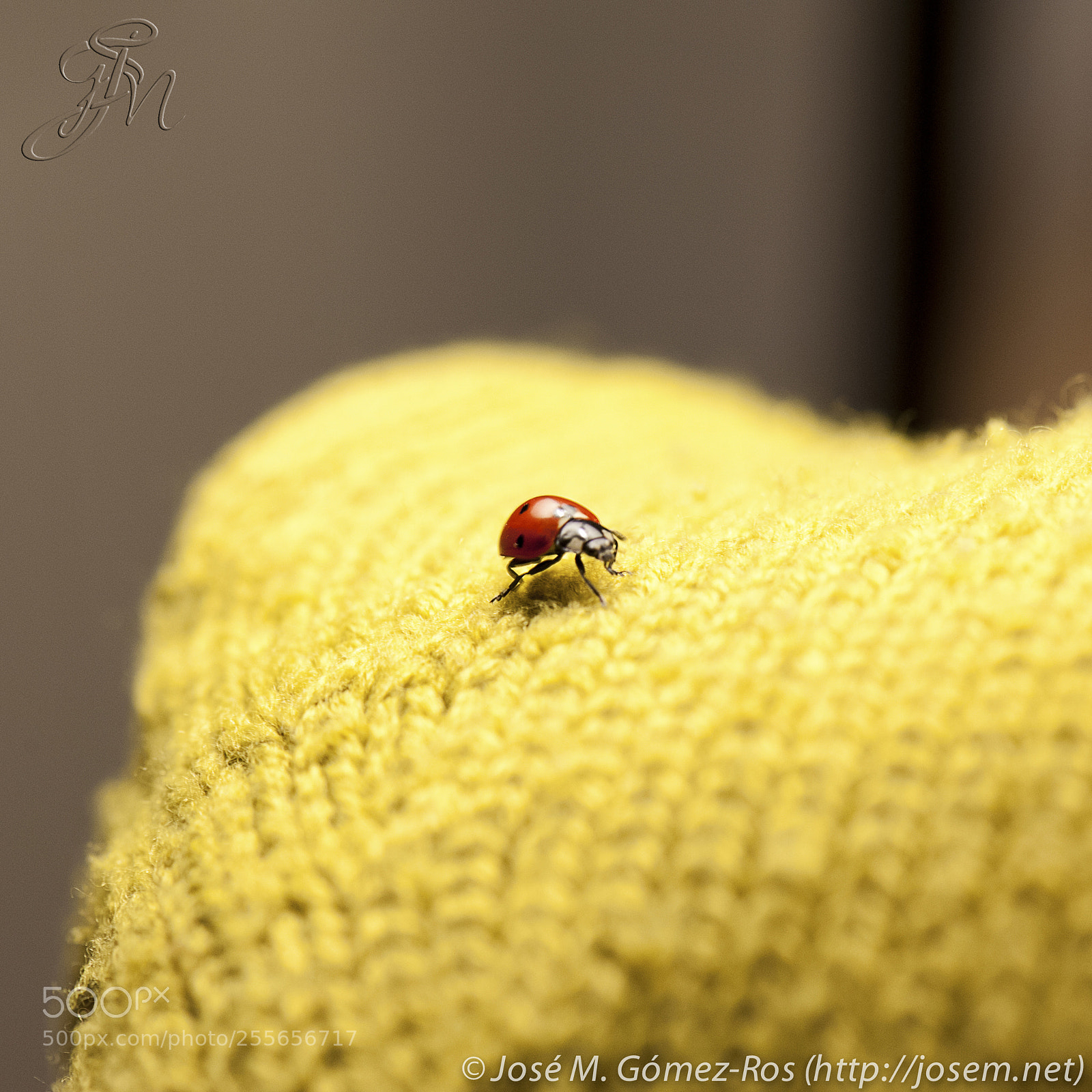 Nikon D700 sample photo. Ladybug photography
