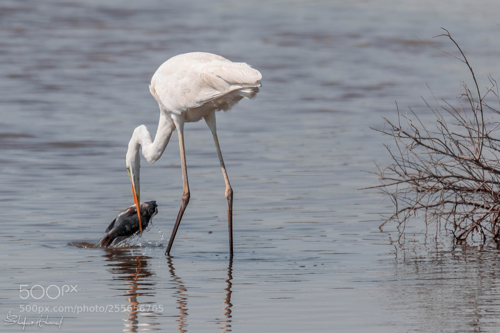 Canon EOS 7D Mark II sample photo. Great white egret photography