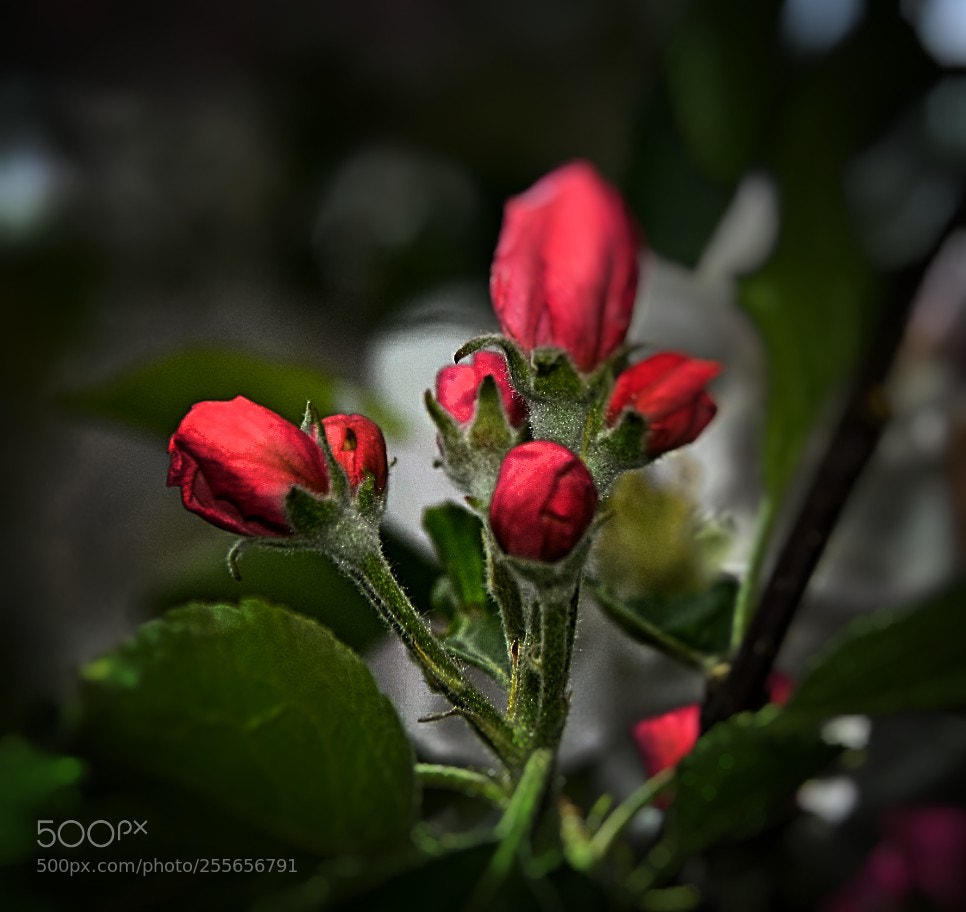 Nikon D5300 sample photo. Eine apfelblüte! photography