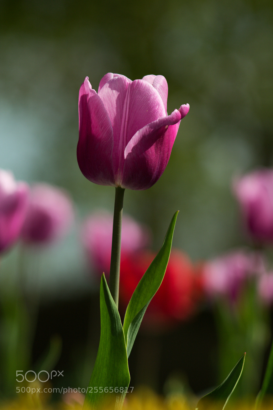 Canon EOS 60D sample photo. Tulip photography