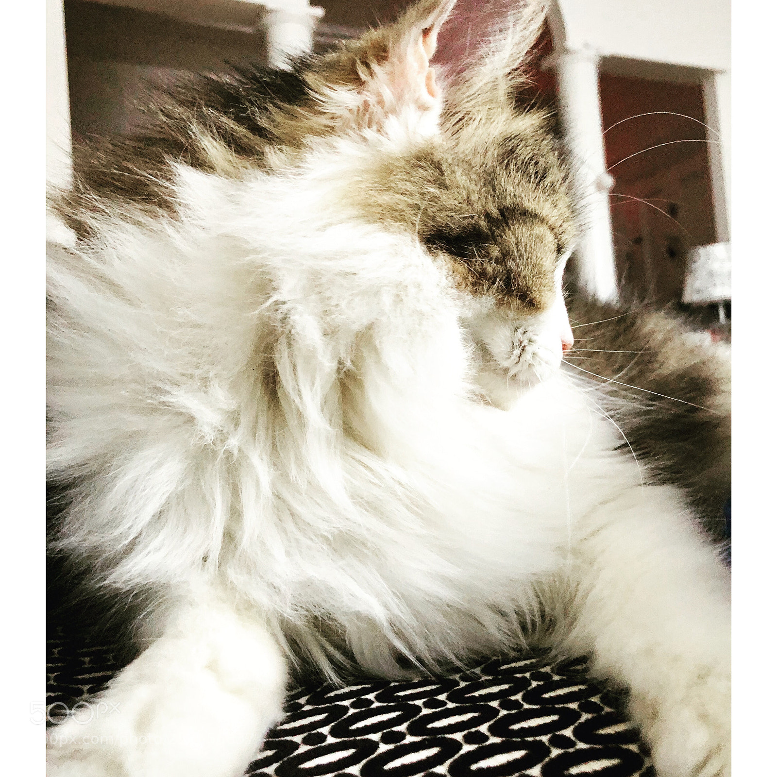 Apple iPhone X sample photo. Remy cat photography