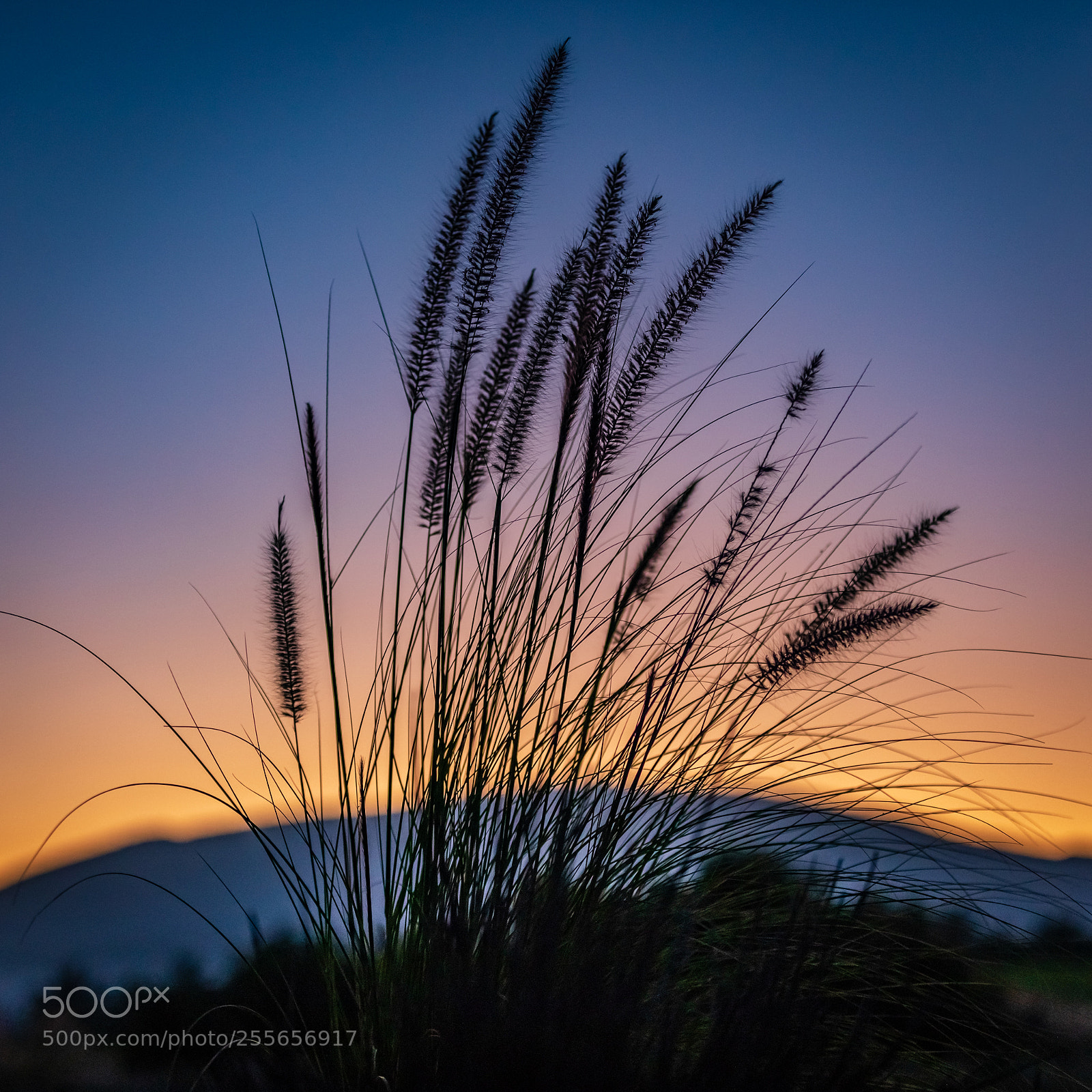 Canon EOS 5D Mark IV sample photo. Fountain grass photography