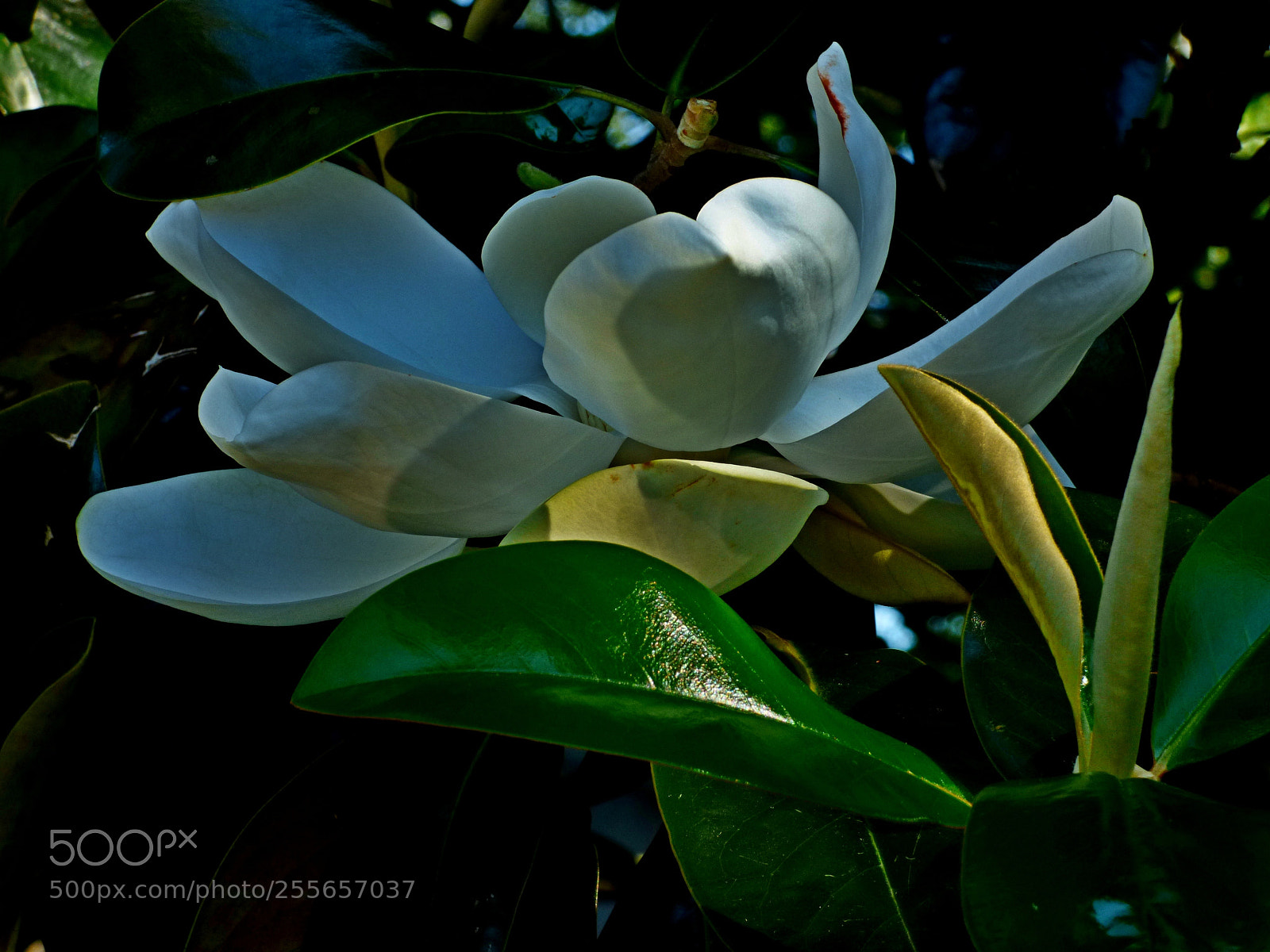 Panasonic Lumix DMC-FZ70 sample photo. Magnolia photography