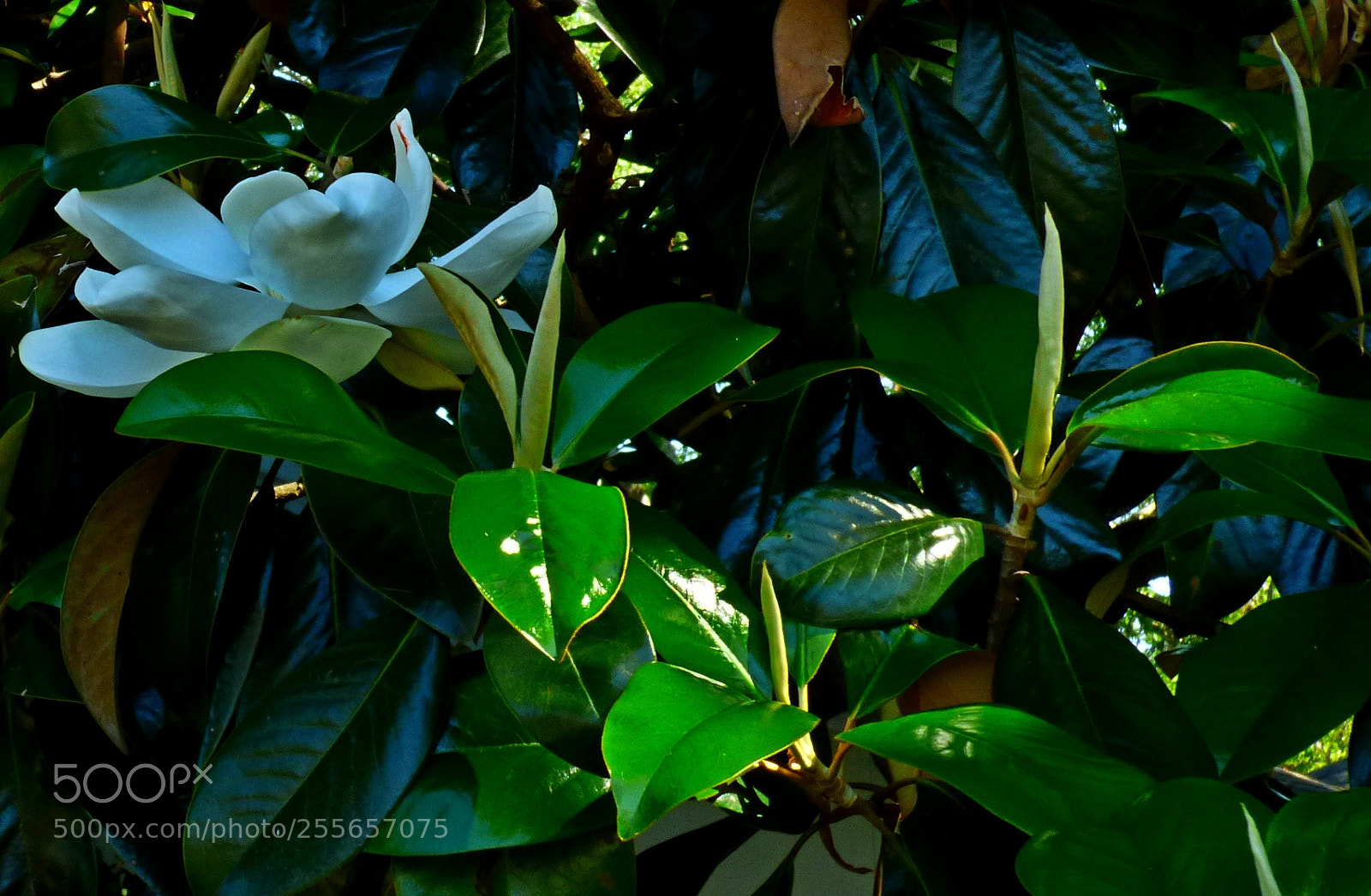 Panasonic Lumix DMC-FZ70 sample photo. Magnolia photography