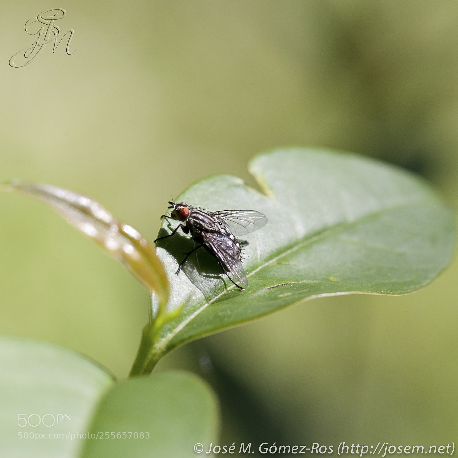 Nikon D700 sample photo. Fly photography