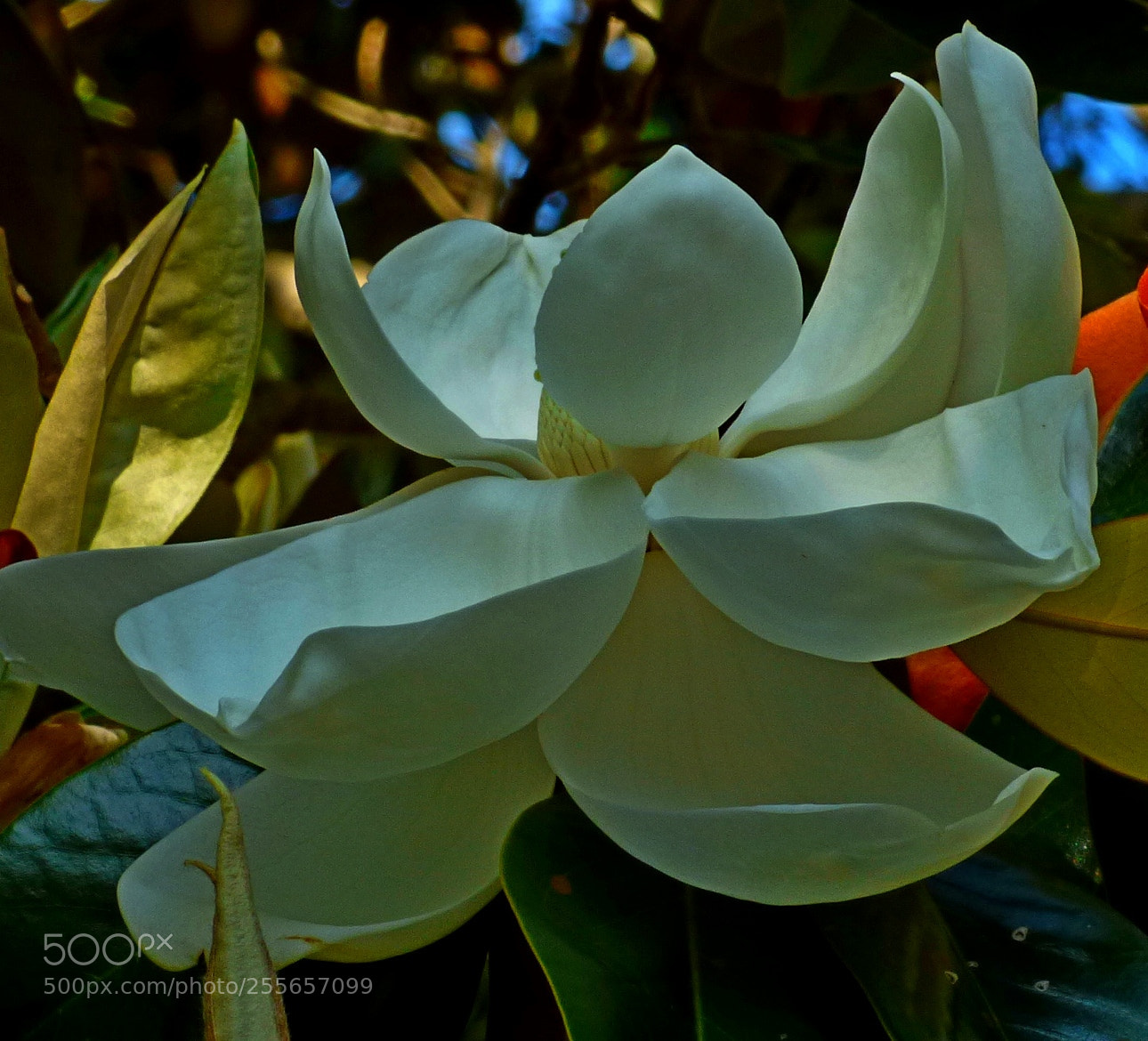 Panasonic Lumix DMC-FZ70 sample photo. Magnolia photography