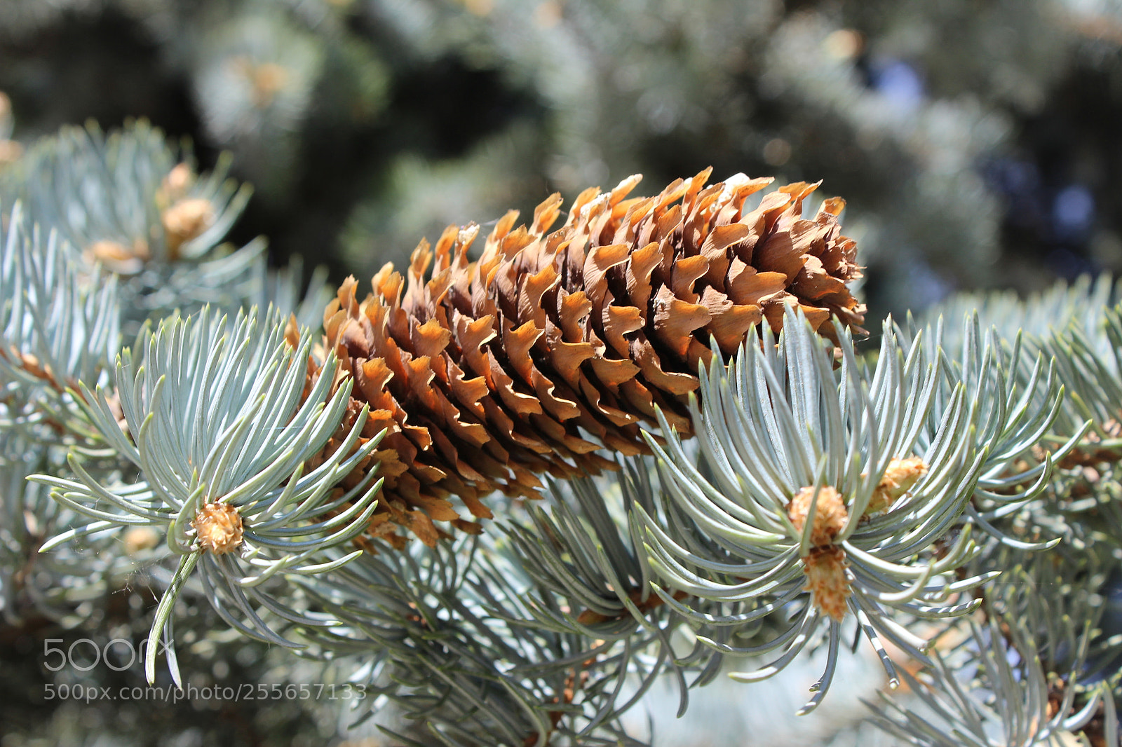 Canon EOS 600D (Rebel EOS T3i / EOS Kiss X5) sample photo. Img photography