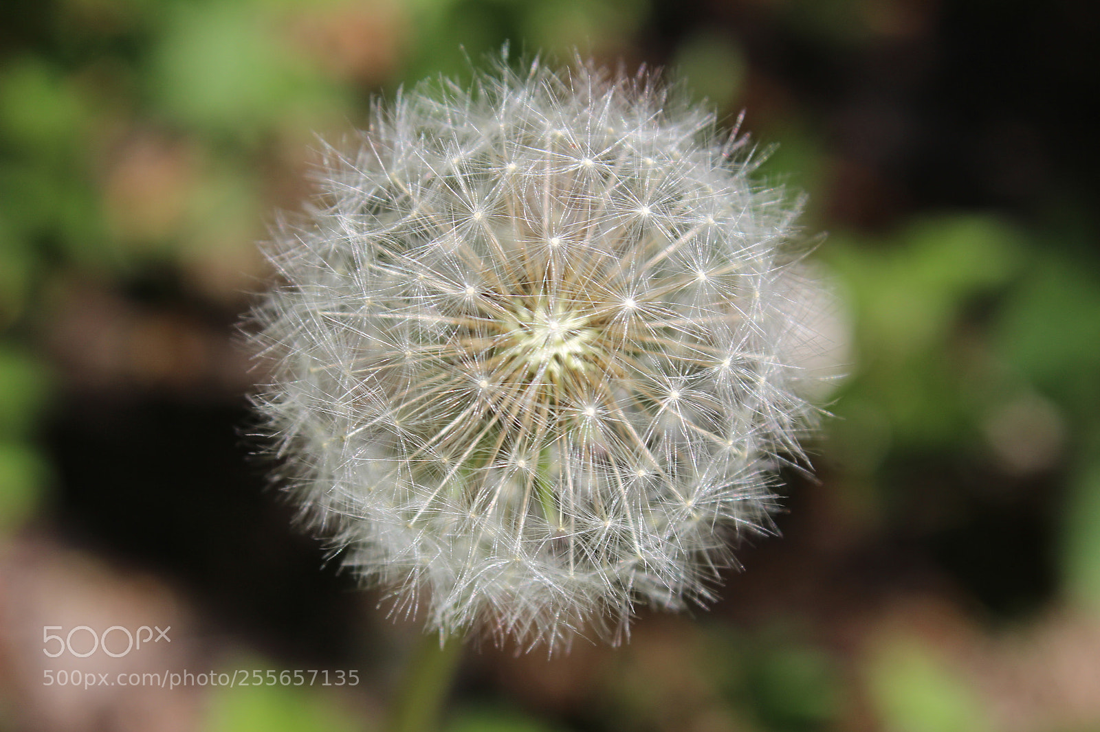 Canon EOS 600D (Rebel EOS T3i / EOS Kiss X5) sample photo. Img photography