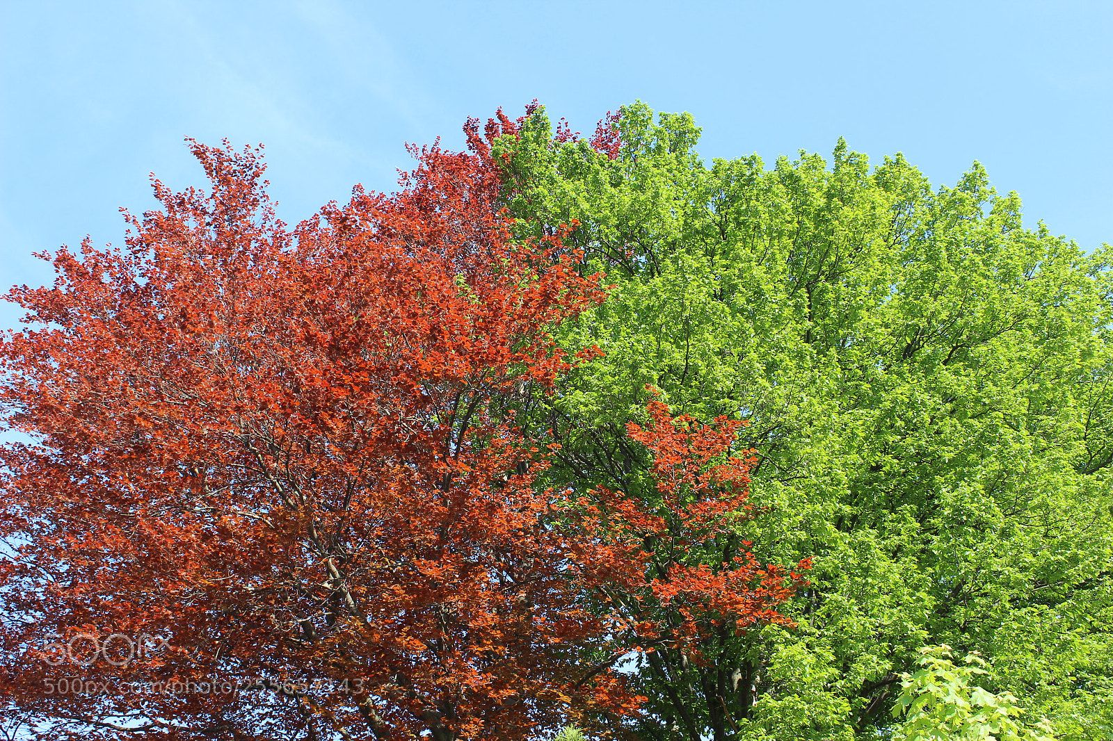 Canon EOS 600D (Rebel EOS T3i / EOS Kiss X5) sample photo. Img photography