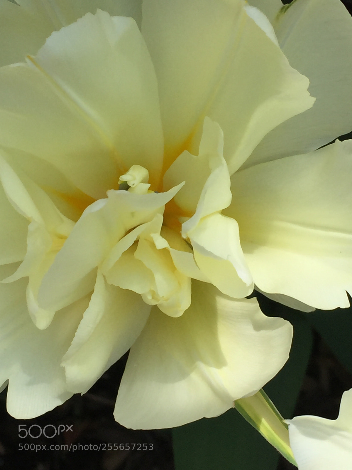 Apple iPhone 6 sample photo. Tulipmania.... photography