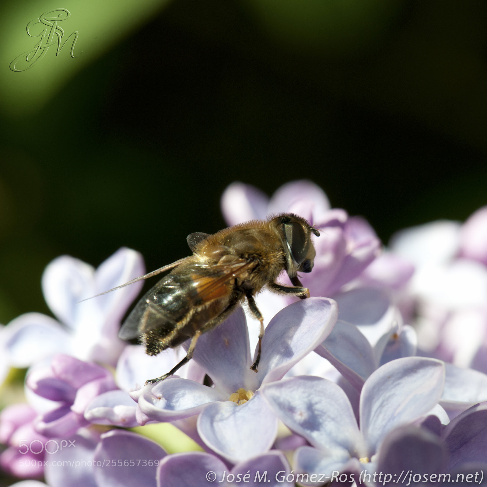 Nikon D700 sample photo. Bee photography