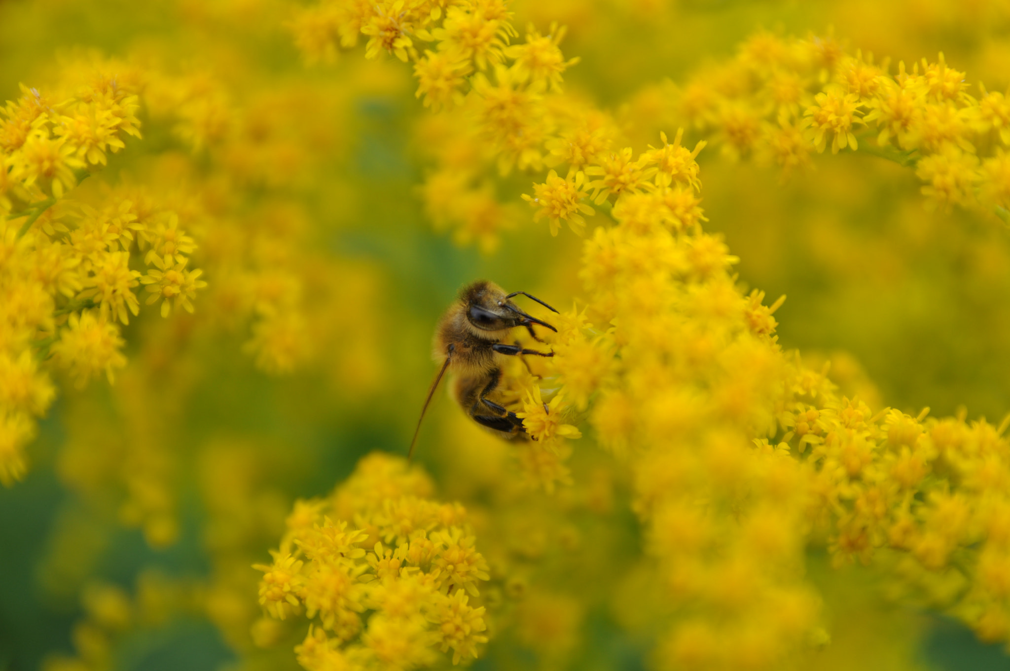 Nikon D5000 + Sigma 17-70mm F2.8-4 DC Macro OS HSM sample photo. In flowers photography