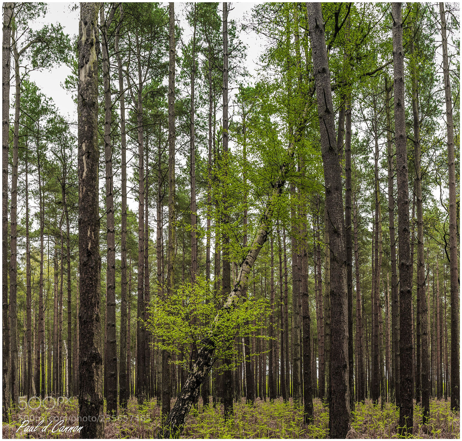 Canon EOS 6D Mark II sample photo. Simple trees photography