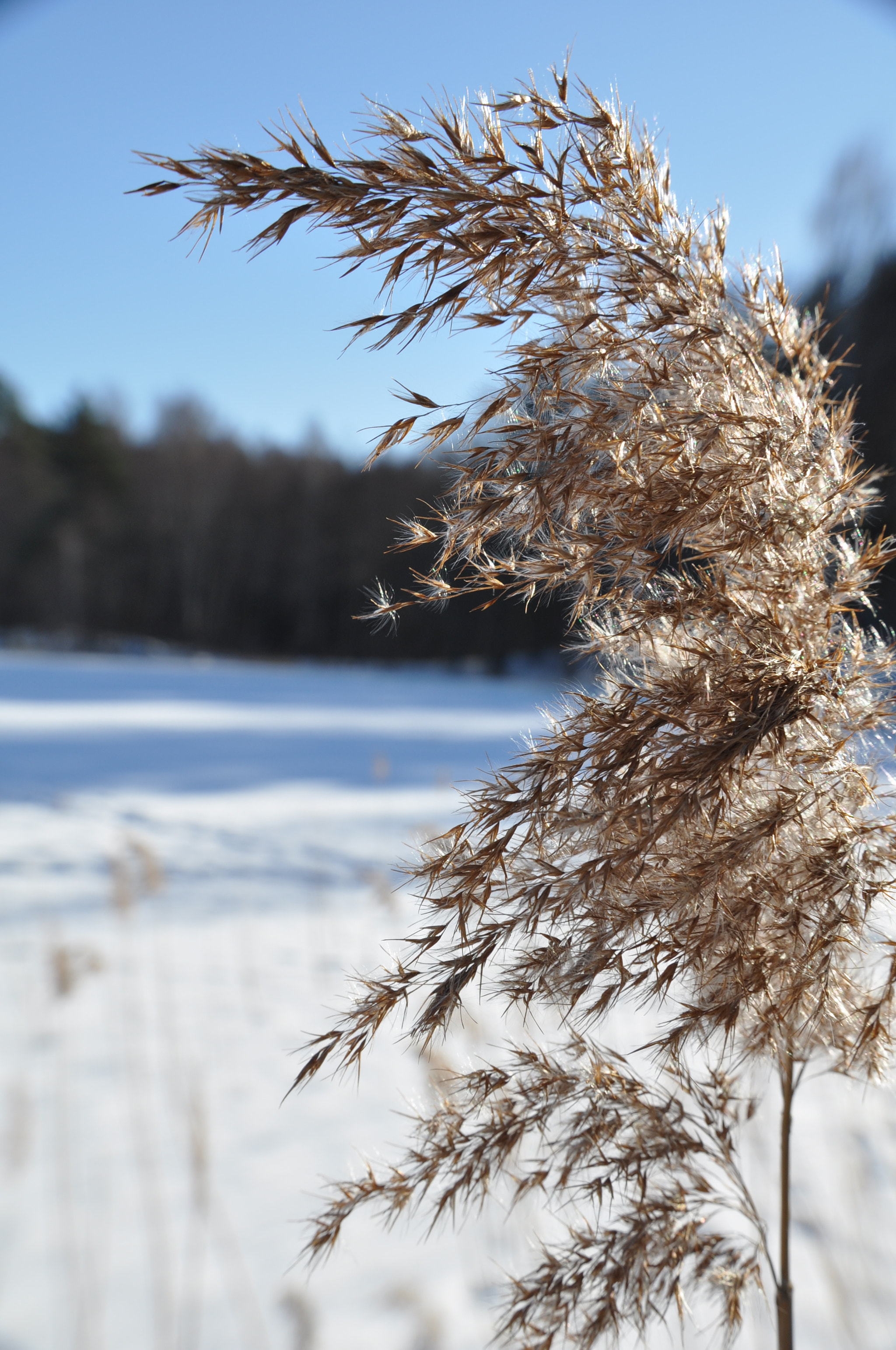 Nikon D5000 sample photo. Wind photography
