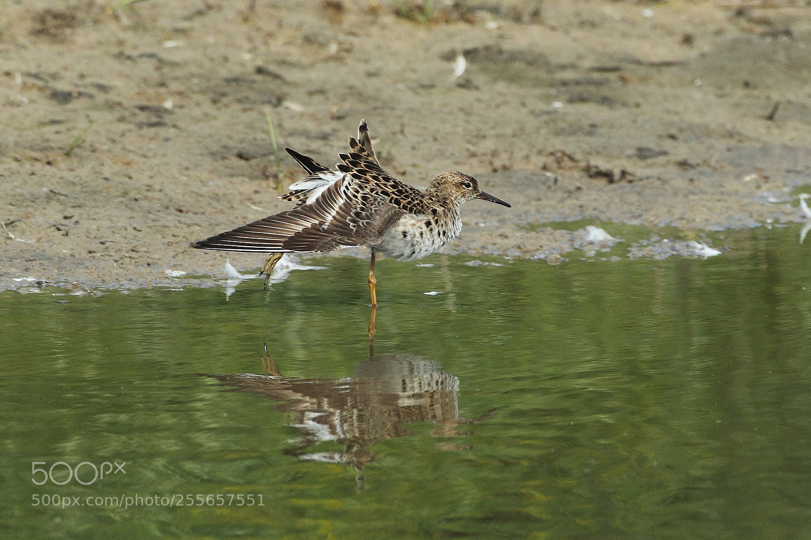 Canon EOS-1D Mark IV sample photo. 105.jpg photography