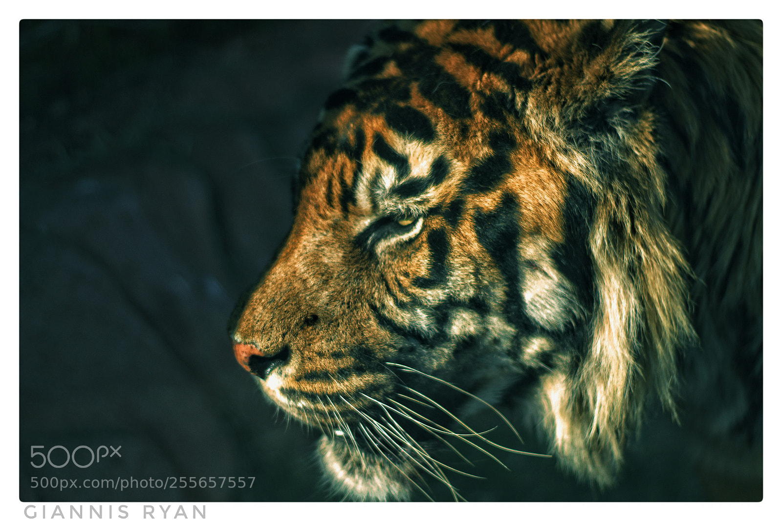 Canon EOS 100D (EOS Rebel SL1 / EOS Kiss X7) sample photo. Intimidating cat photography