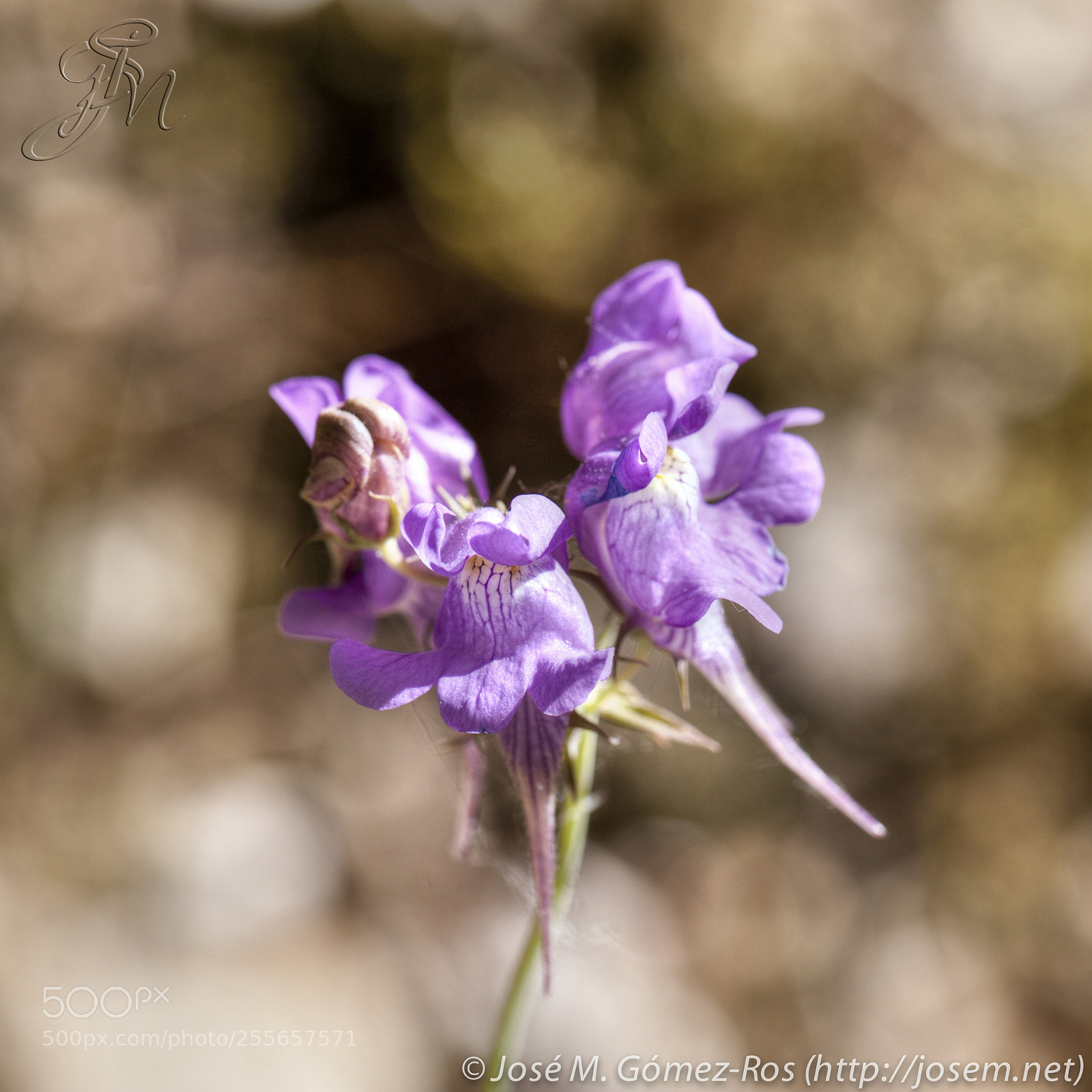 Nikon D700 sample photo. Flower photography